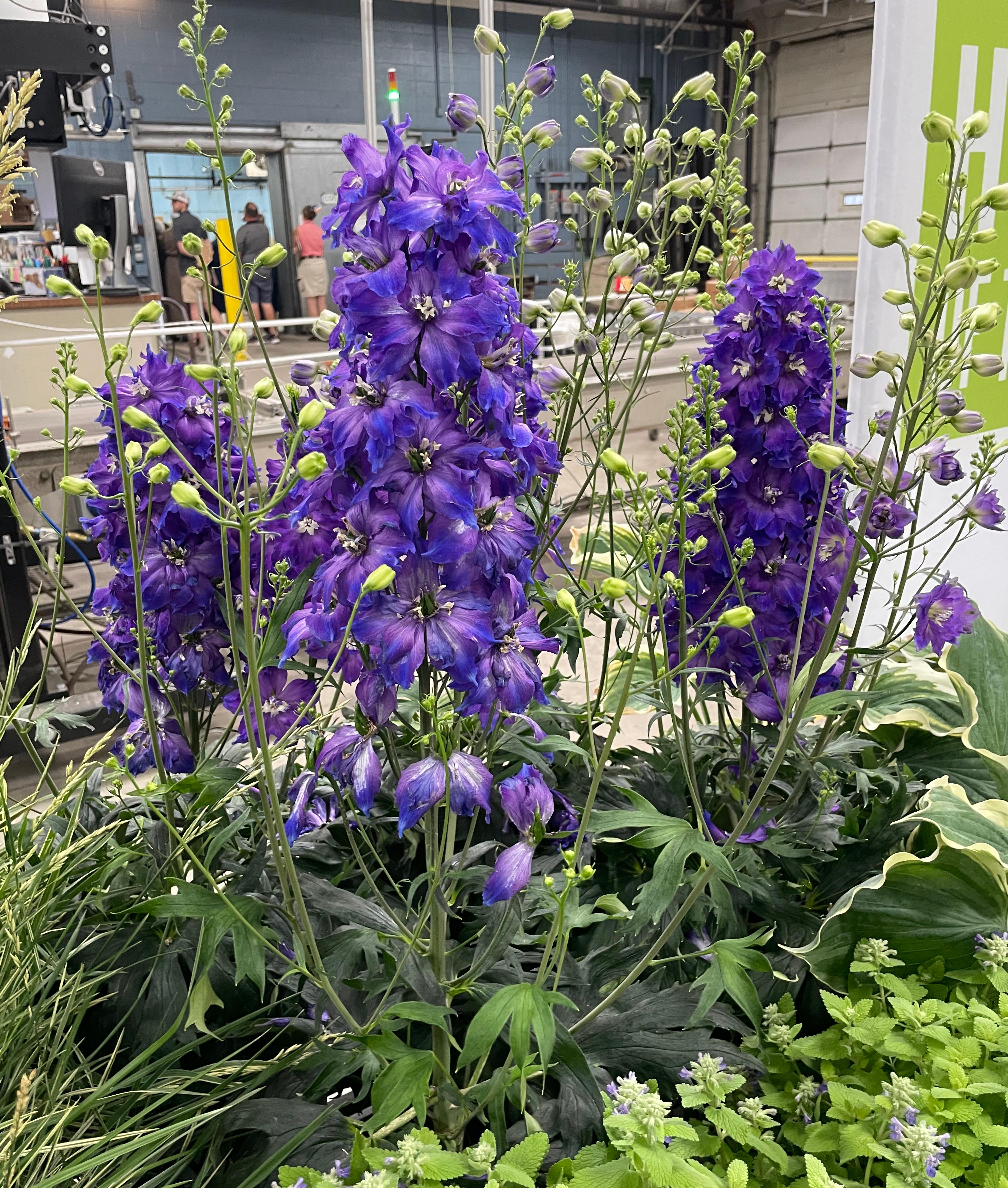 Tall spikes of deep violet-blue delphinium flowers displayed indoors, surrounded by green foliage and unopened buds.