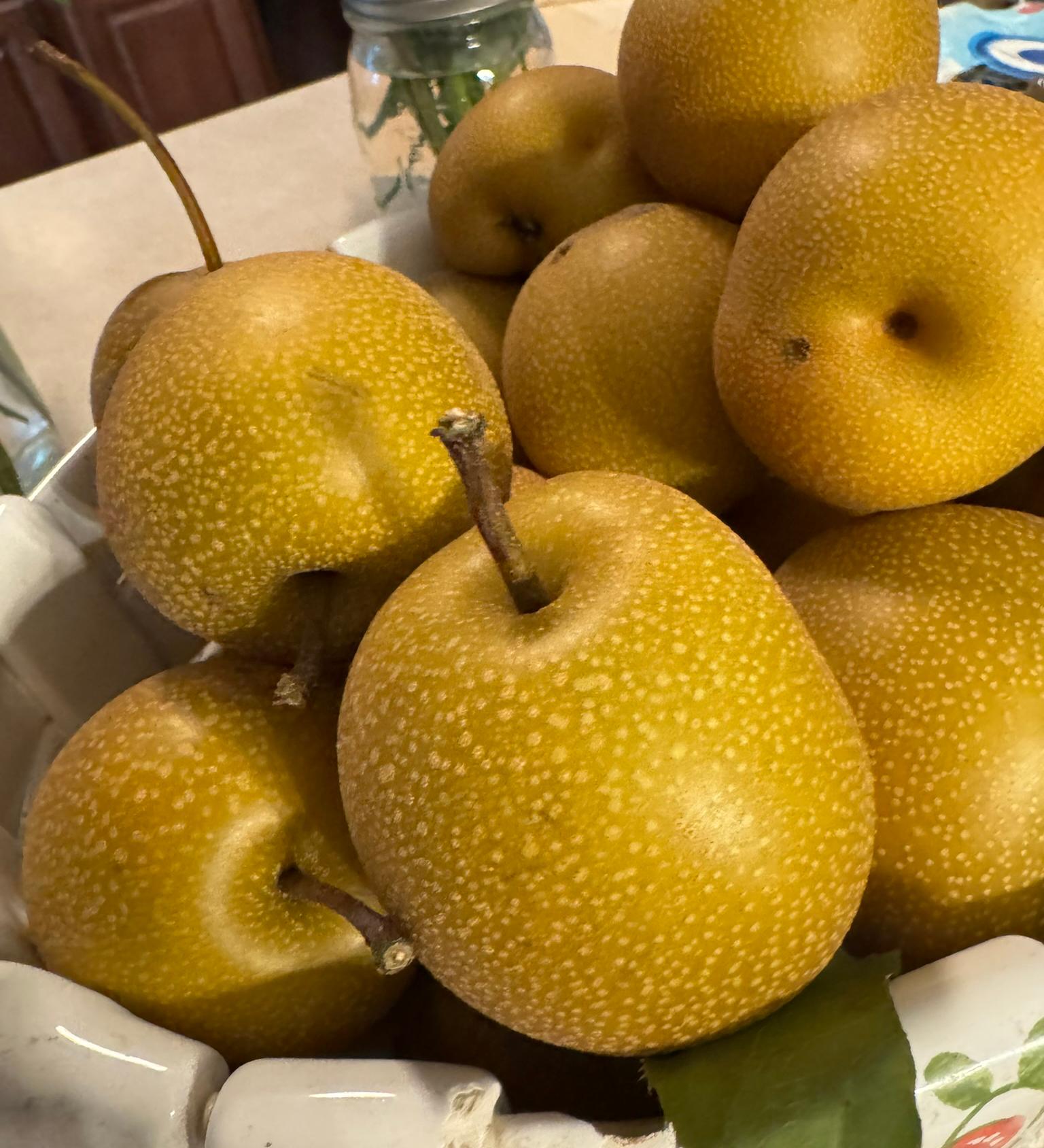 Pile of freshly picked Asian pears with golden-brown speckled skin in a dish indoors.