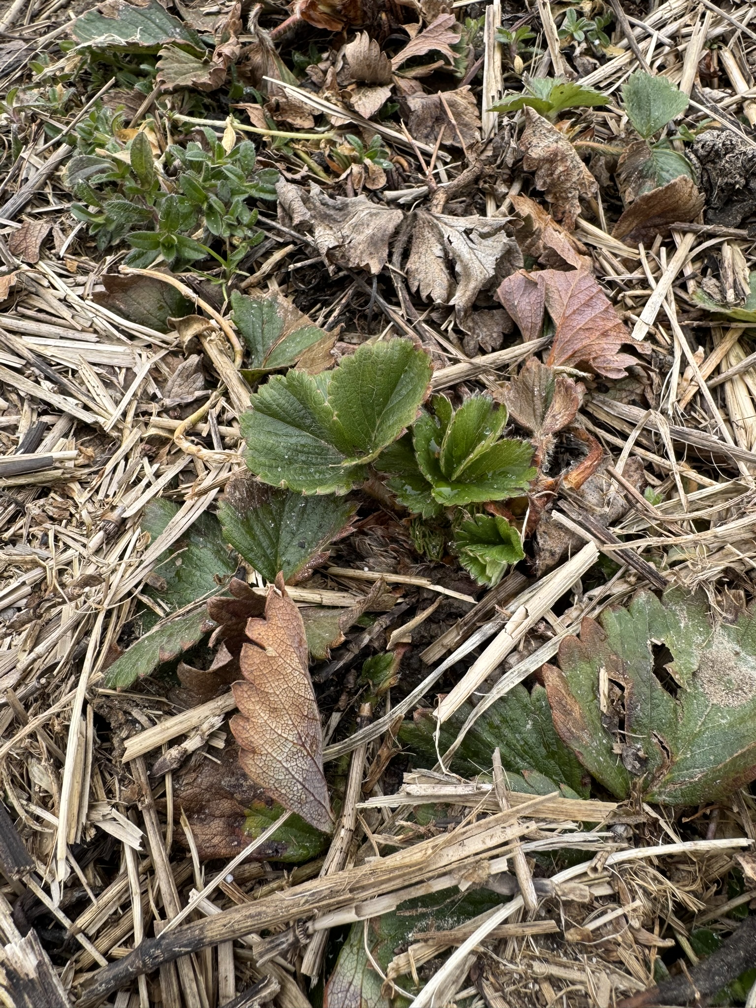 Strawberry_Spicers_March23_2026.JPEG