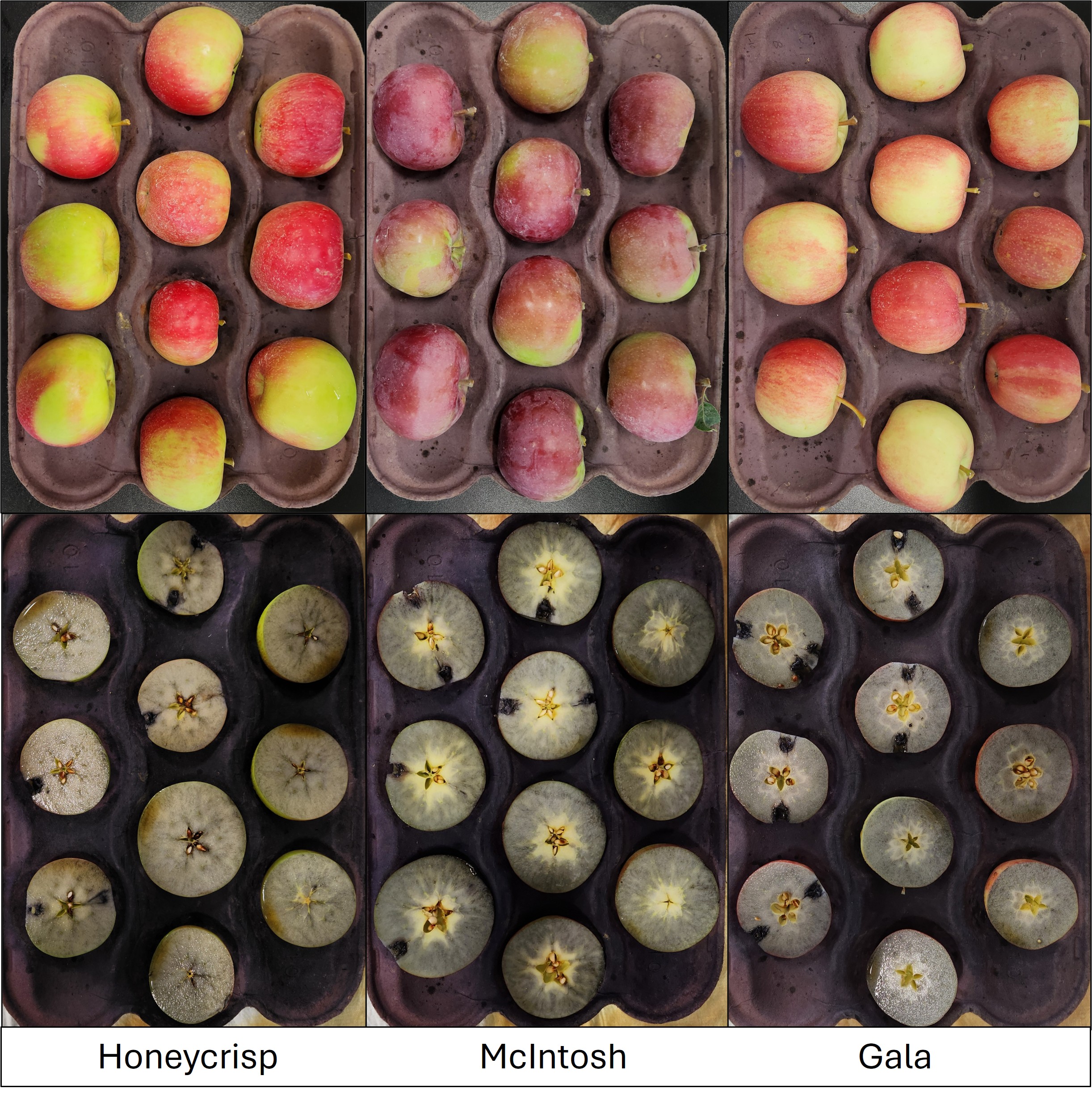 Six trays of apples cut in half stained blue from iodine testing.