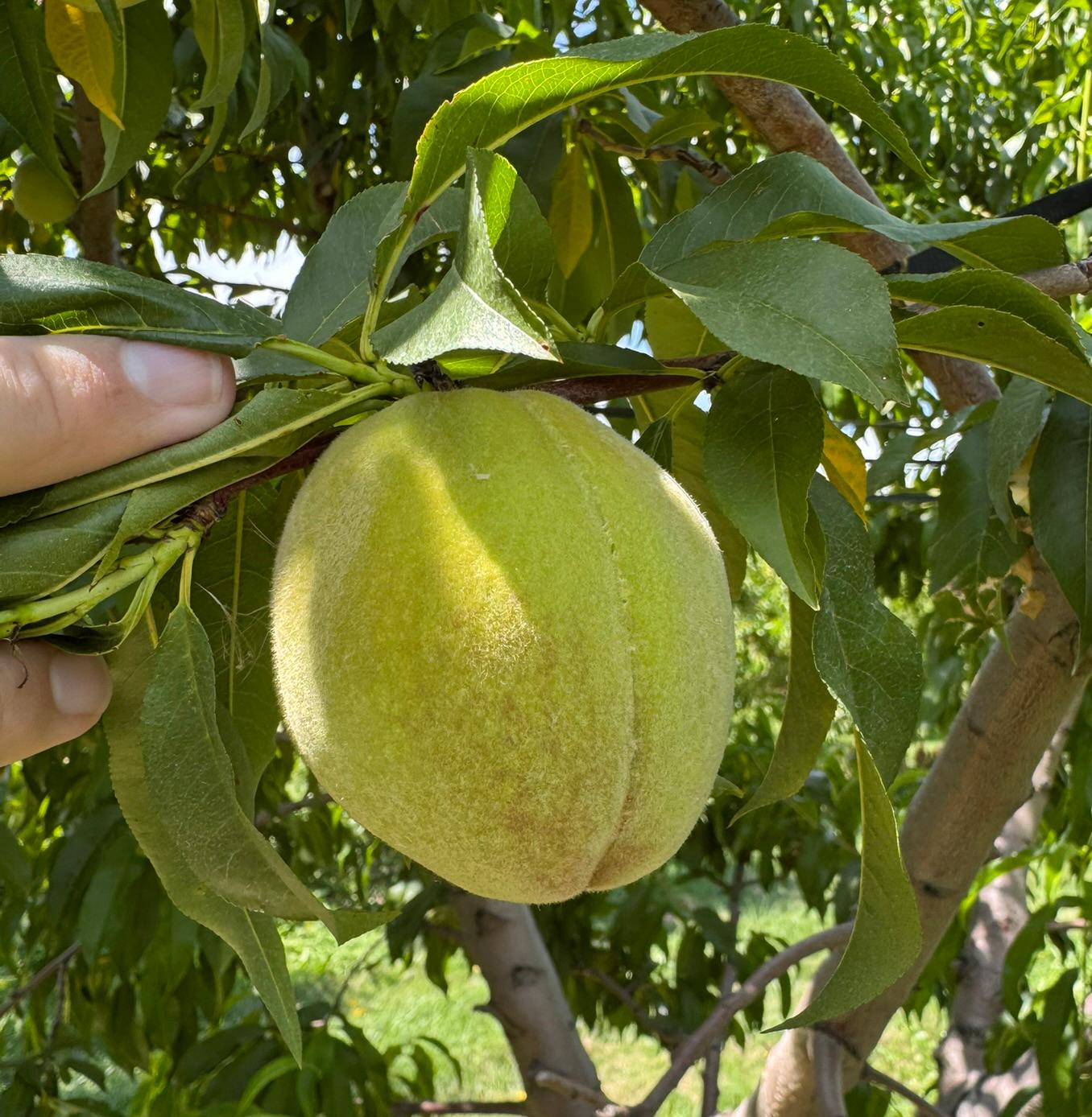 A peach fruit hanging from a tree.