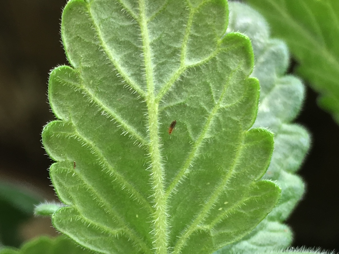 Tiny black insect on a green plant stem.