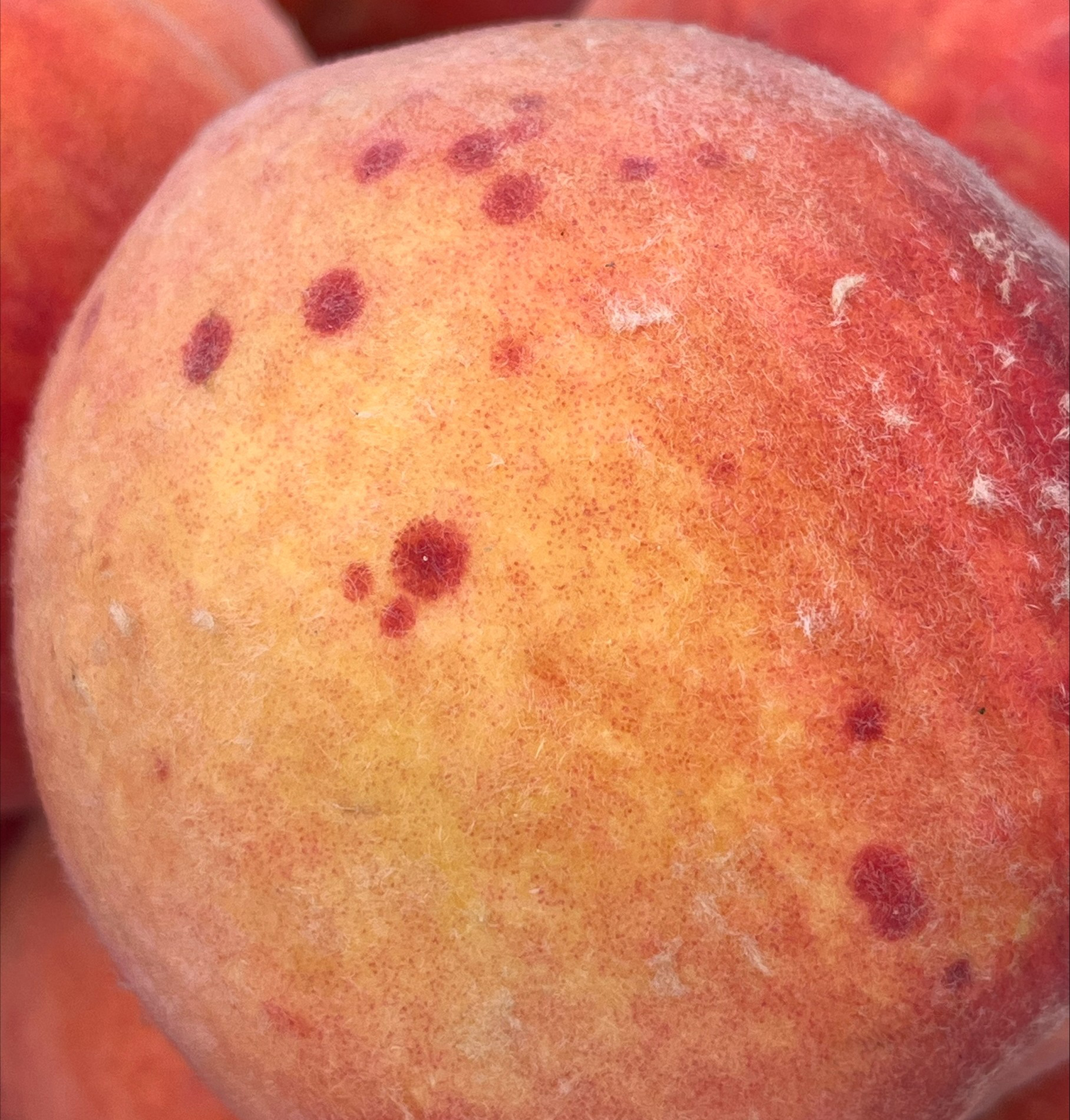 Close-up of a peach with orange-red skin showing dark red spots from San Jose scale.