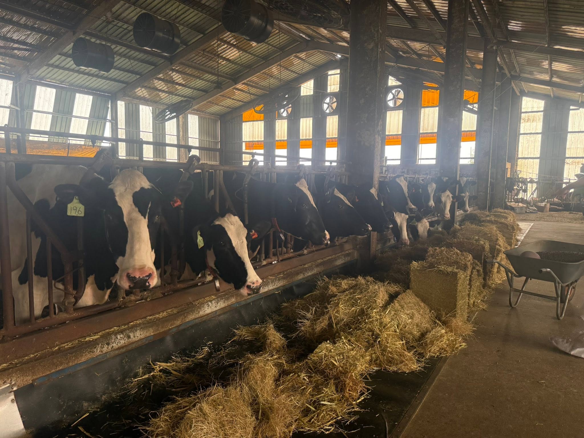 A group of dry cows eating oat straw. 