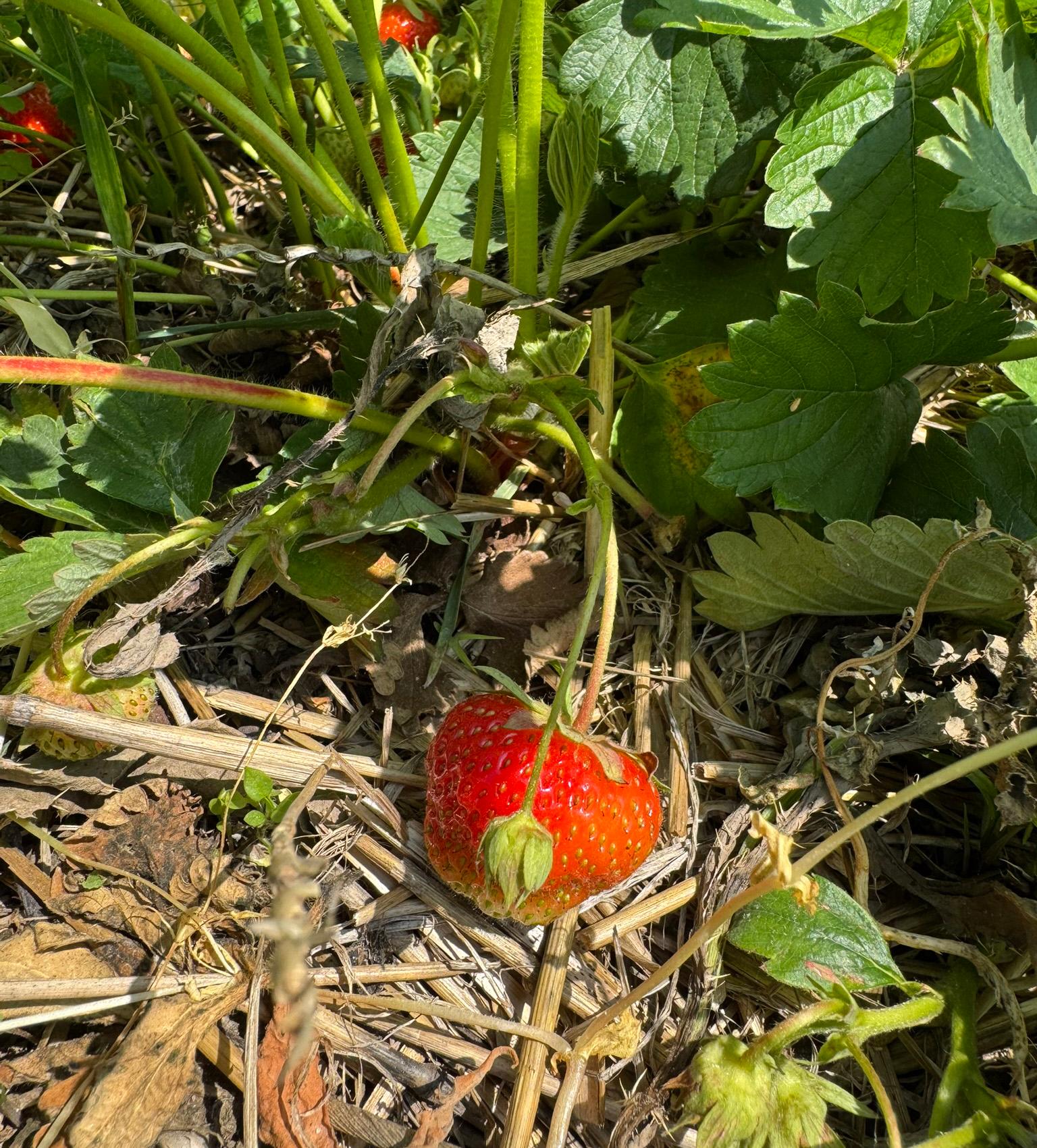 A strawberry fruit.