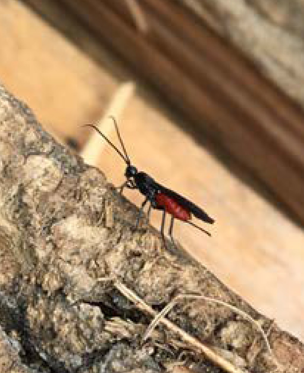 Small black-and-red parasitic wasp perched on tree bark, used as a biological control agent for emerald ash borer.