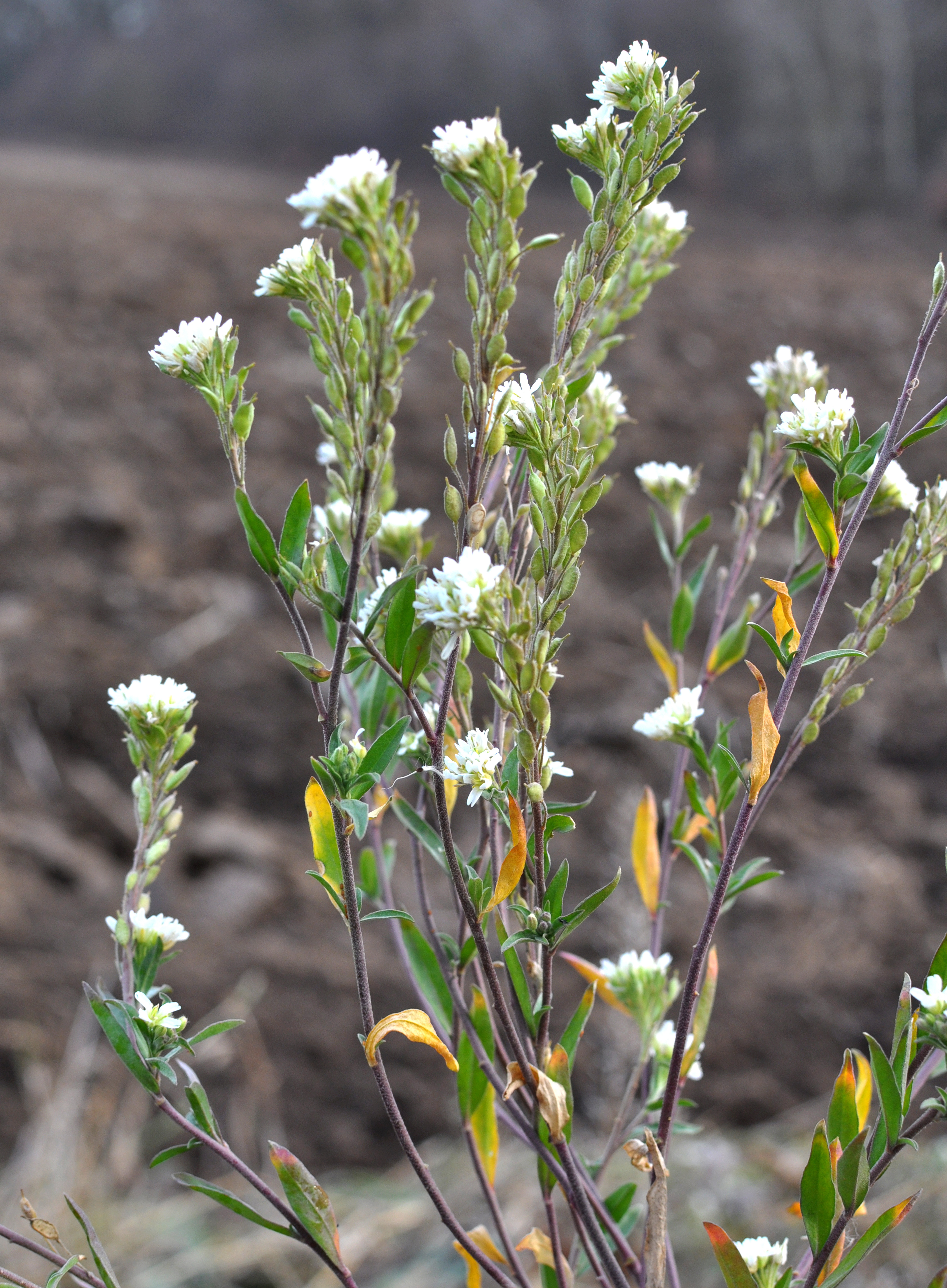 A hoary alyssum plant growing vertically with flowers at the top of the stalks and seed capsules developing below the flowers.