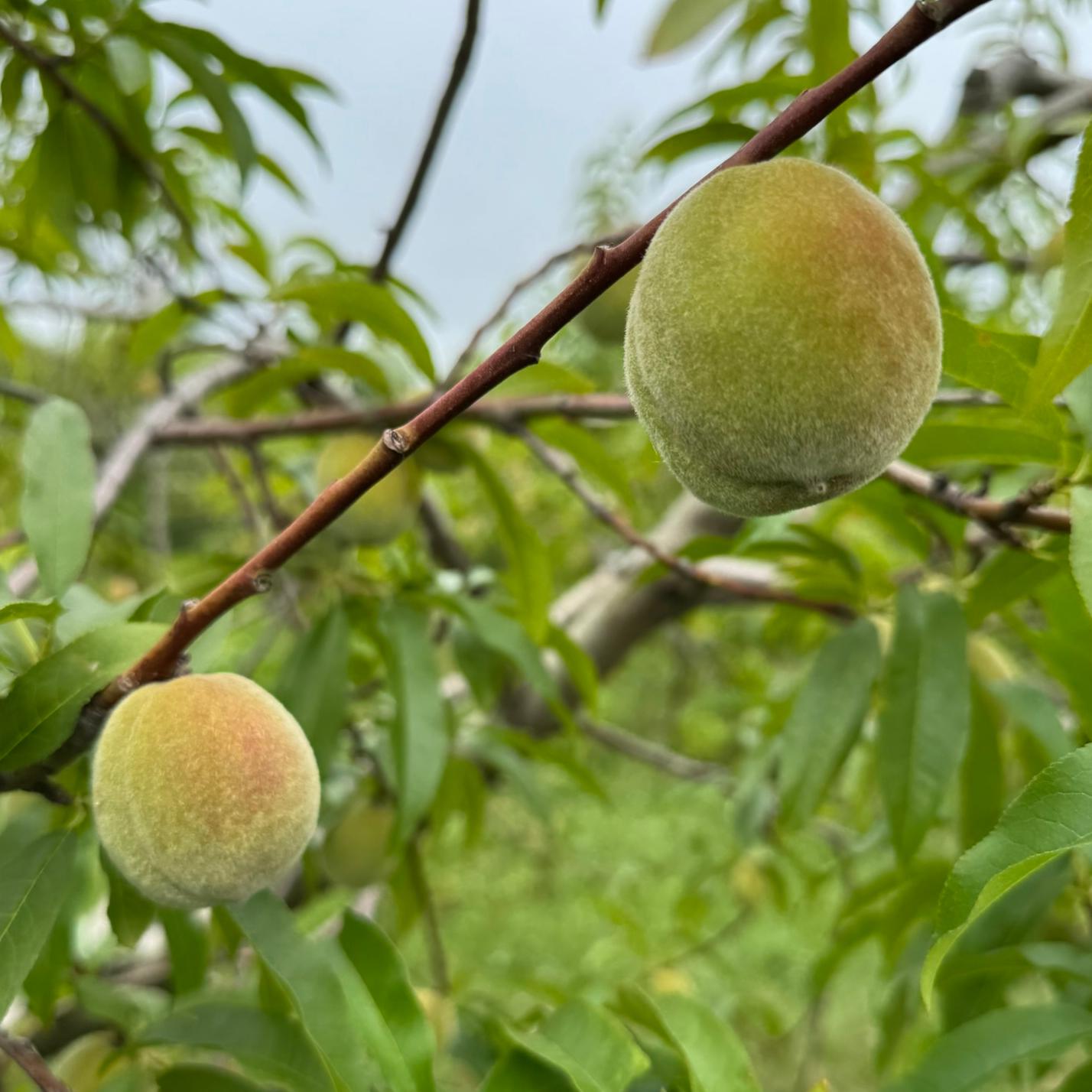 Peach fruit hanging from a tree.