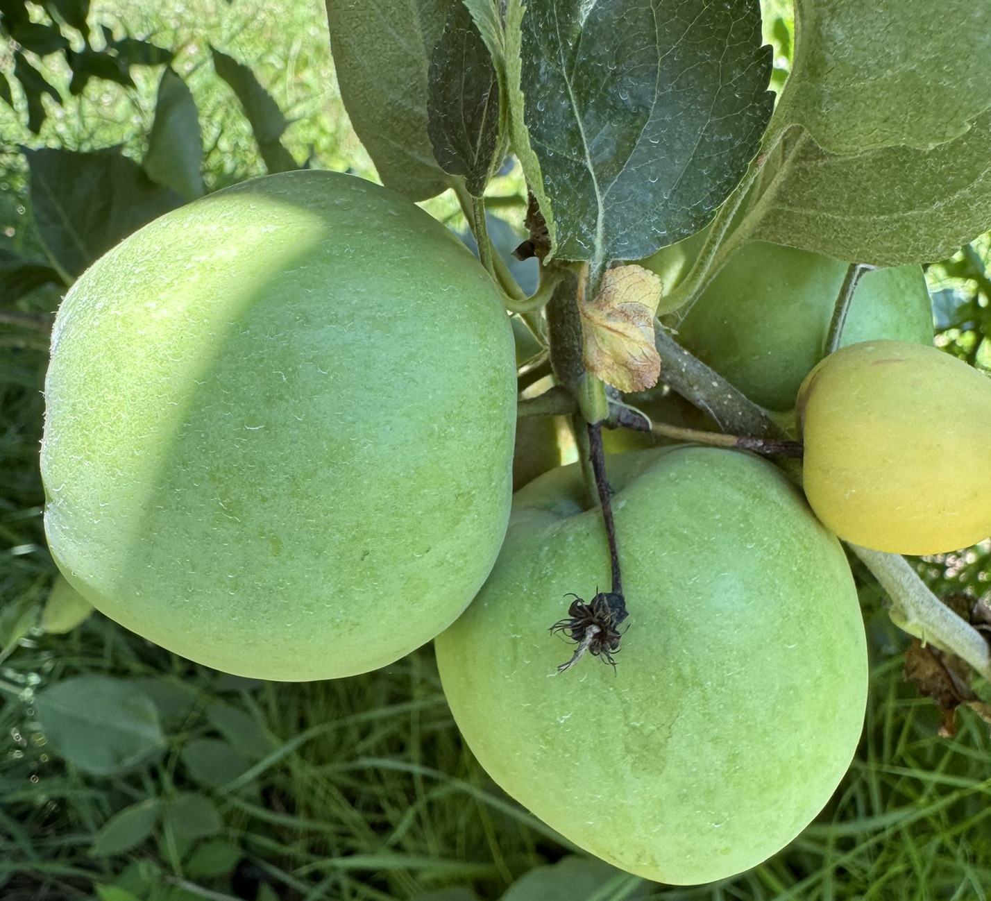 Close-up of green apples hanging from a tree.