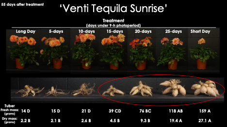A black-background research figure titled &ldquo;&lsquo;Venti Tequila Sunrise&rsquo;&rdquo; showing dahlia plants 55 days after treatment under different photoperiod durations (Long Day, 5, 10, 15, 20, 25 days, and Short Day). The top row shows potted plants with abundant orange blooms across most treatments. The bottom row displays the harvested tuber clusters from each treatment, increasing in size and mass with longer short-day exposure; the largest tubers from the 20-, 25-day, and Short Day treatments are circled. Fresh and dry mass values are listed beneath each tuber group.