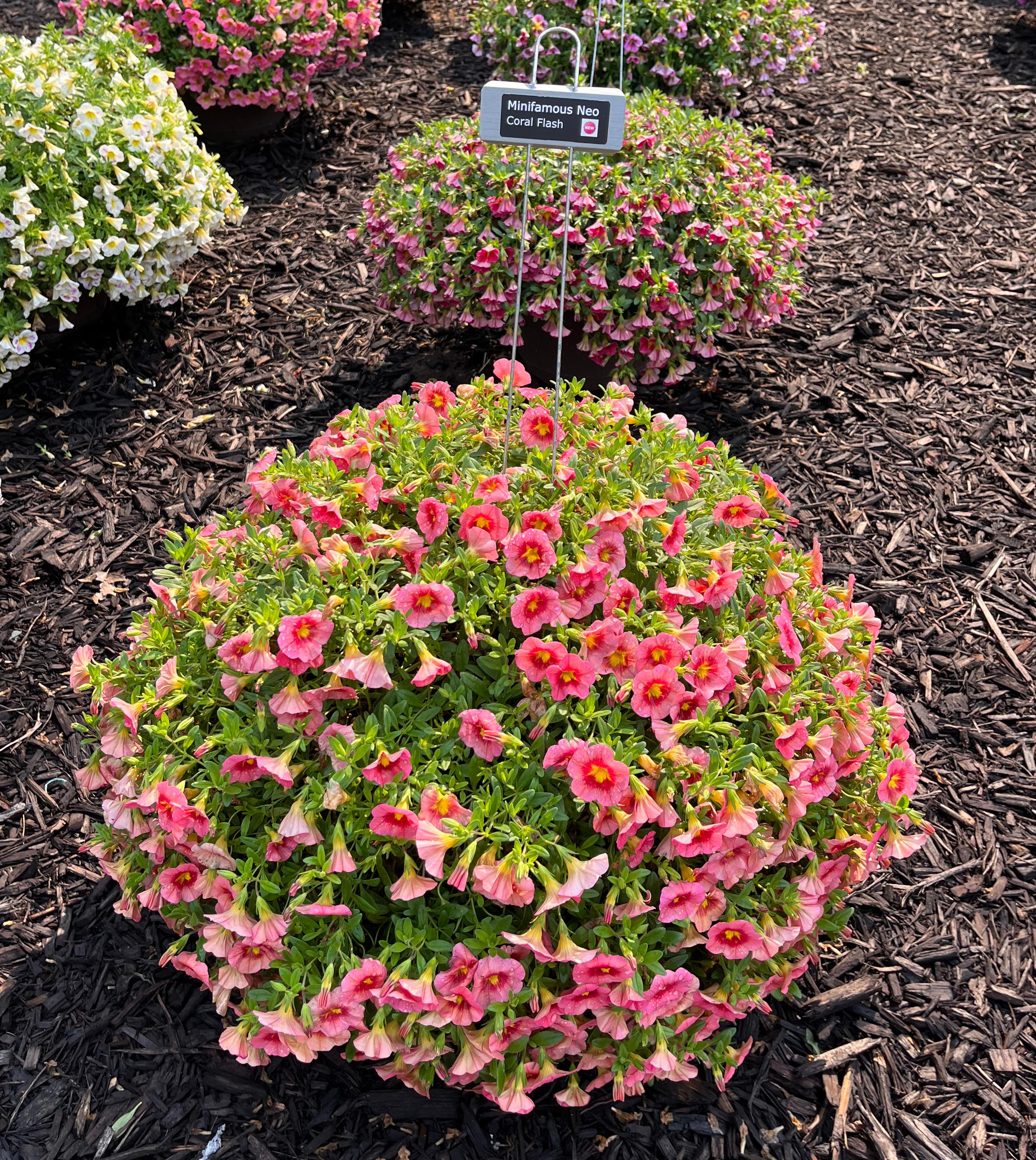 A mounded pot of Calibrachoa ‘Minifamous Neo Coral Flash’ with a dense display of coral-pink trumpet-shaped flowers with yellow throats. Other colorful Calibrachoa varieties are visible in the background.