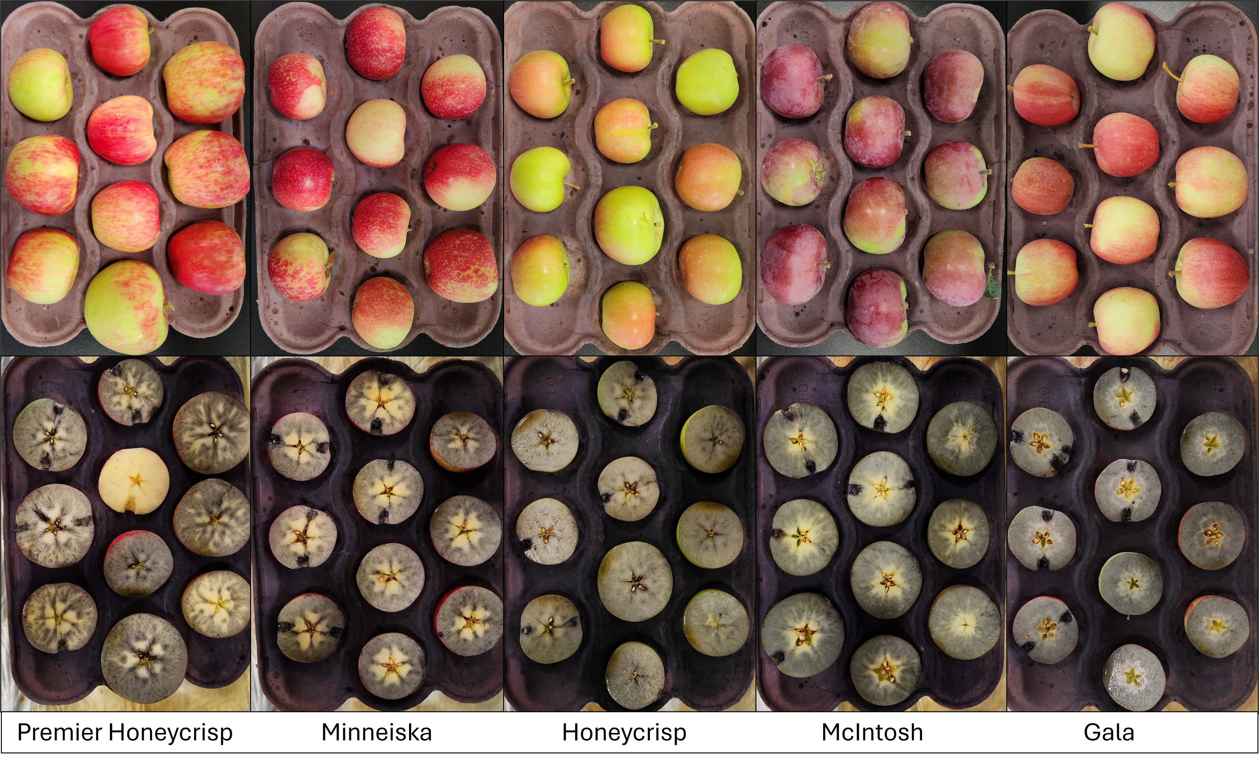 10 different trays of apples with the bottom row of trays holding apples cut in half and stained blue from iodine testing.