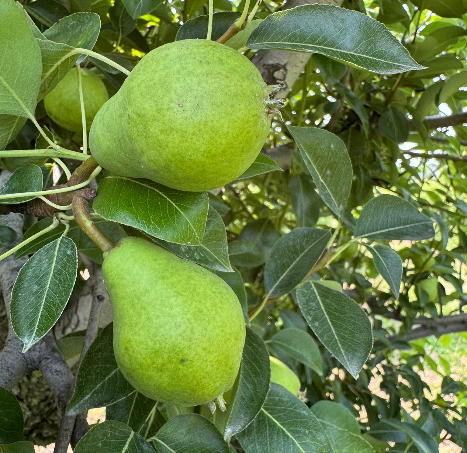 Pear fruit hanging from a tree.