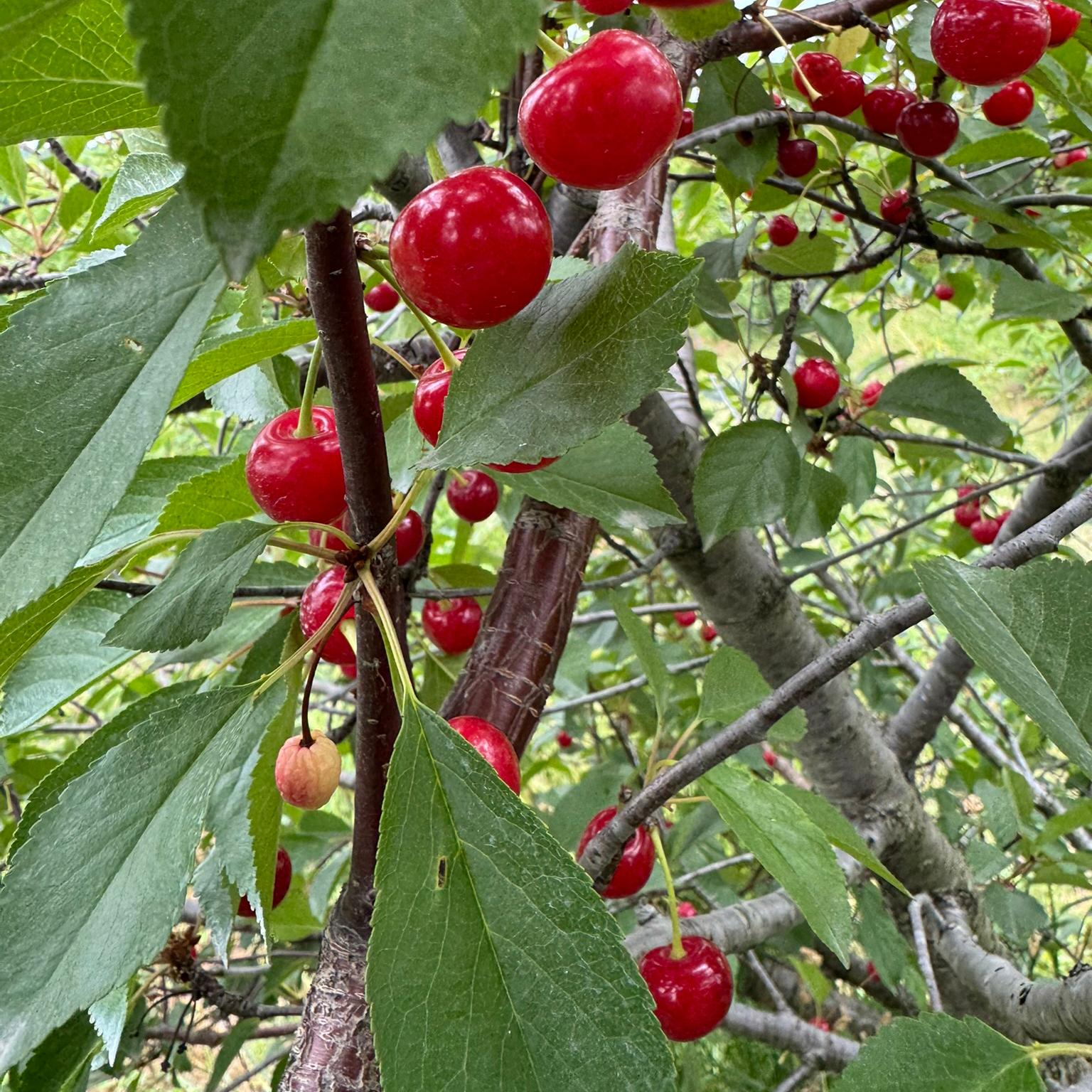 Tart cherries hanging from a tree ready for harvest.