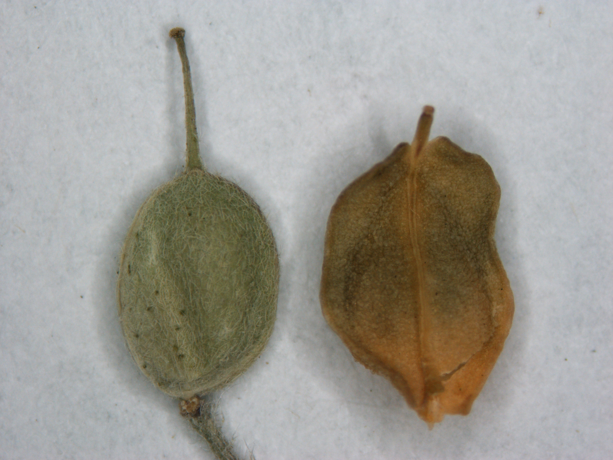 Hoary alyssum seed capsules are oval shaped with elongated beaks at the opposite end from where the capsule attaches to the plant.
