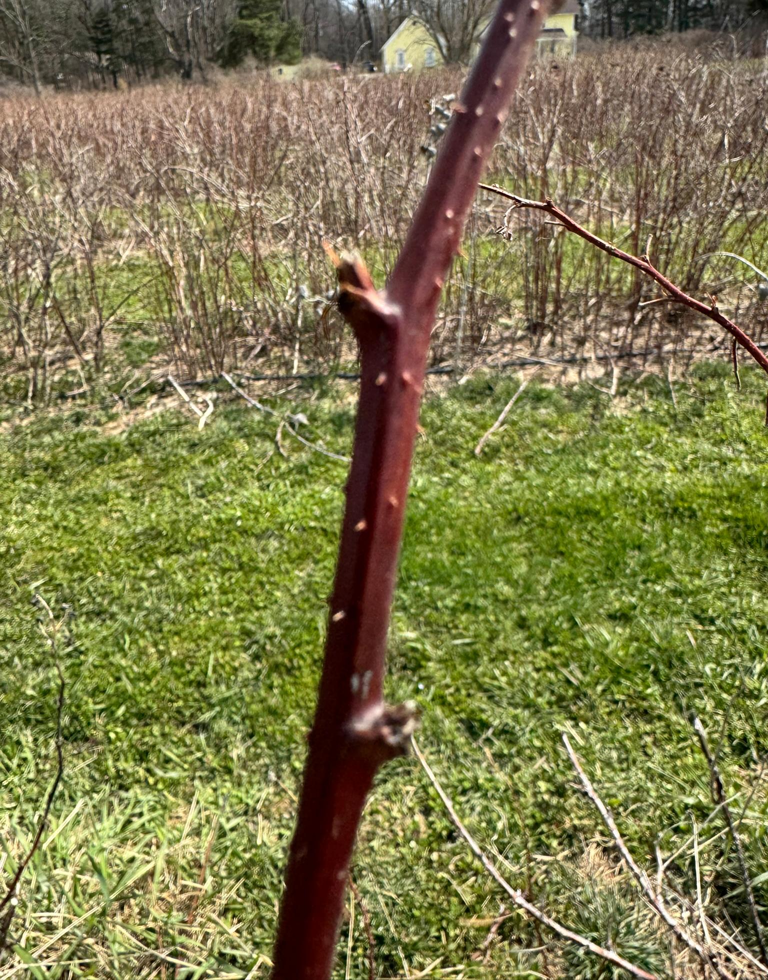 Raspberry buds forming on a raspberry twig.