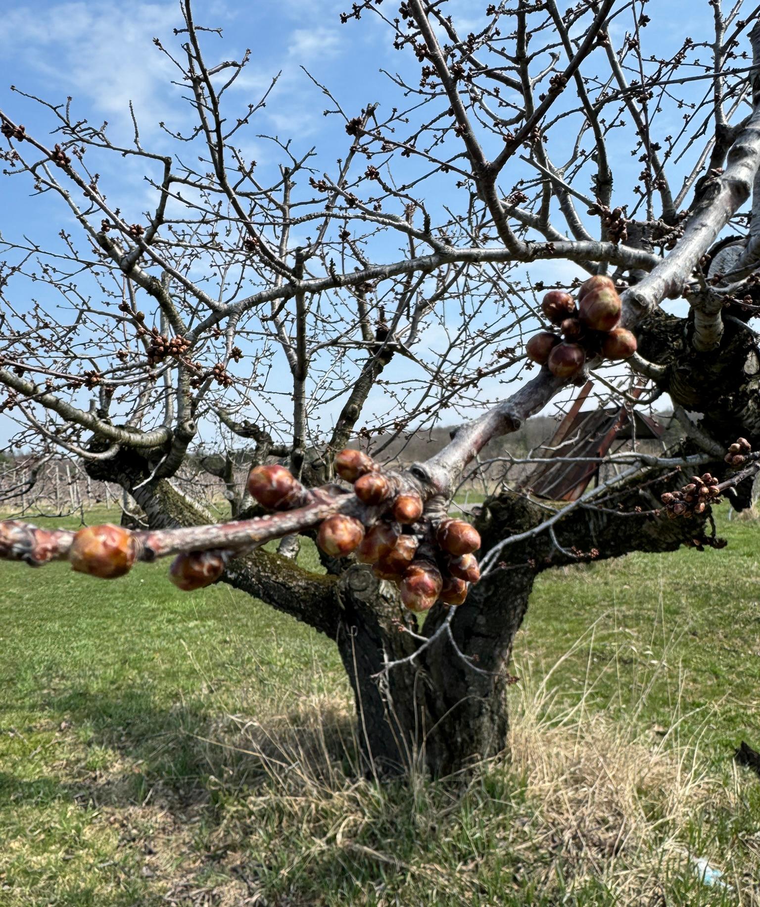 Buds forming on a plum tree.