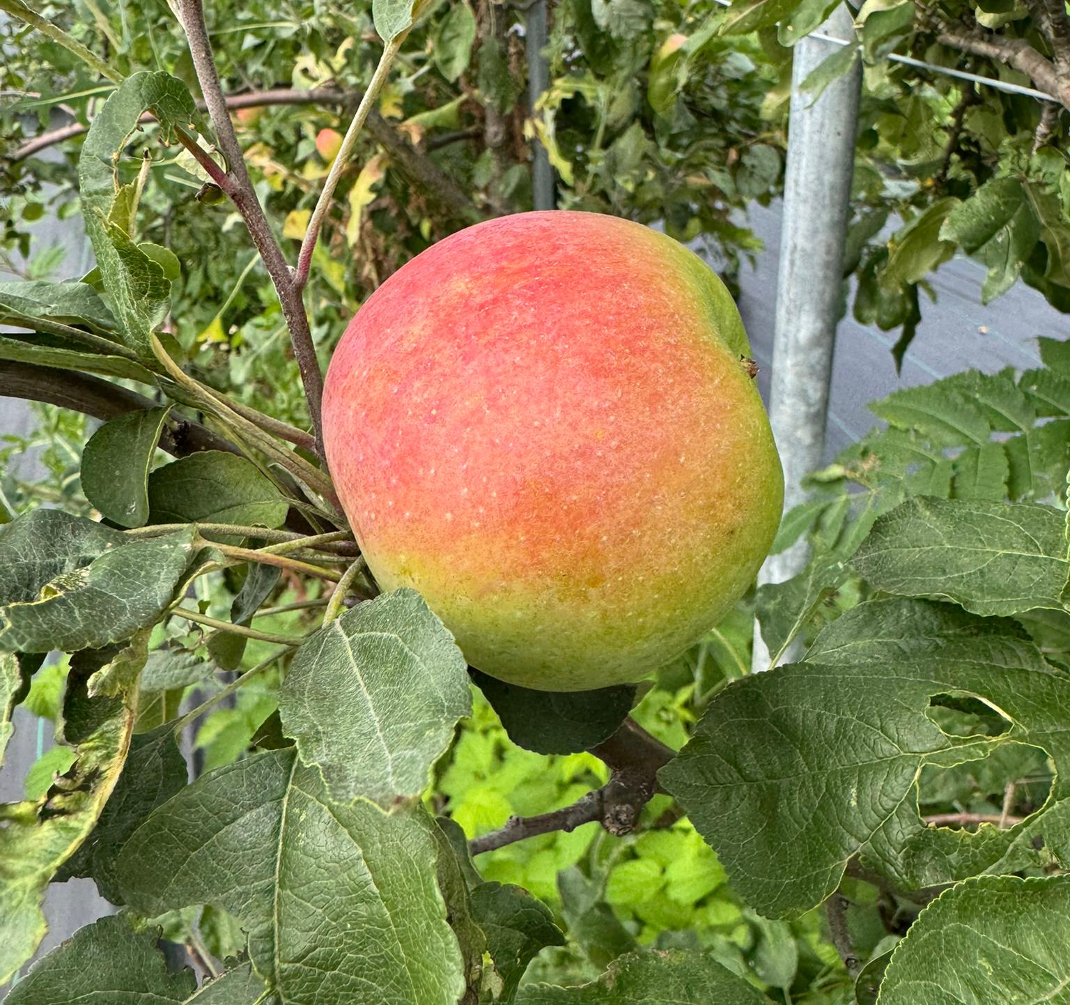 Gala apple hanging from a tree.