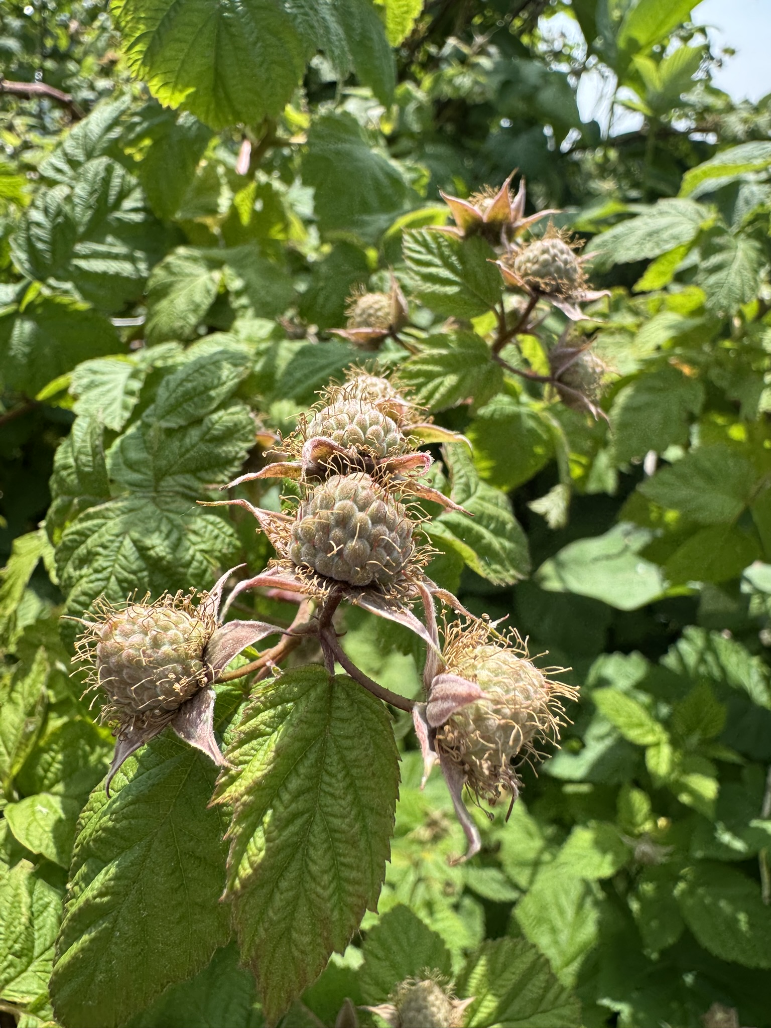 A cluster of small, unripe raspberries. 