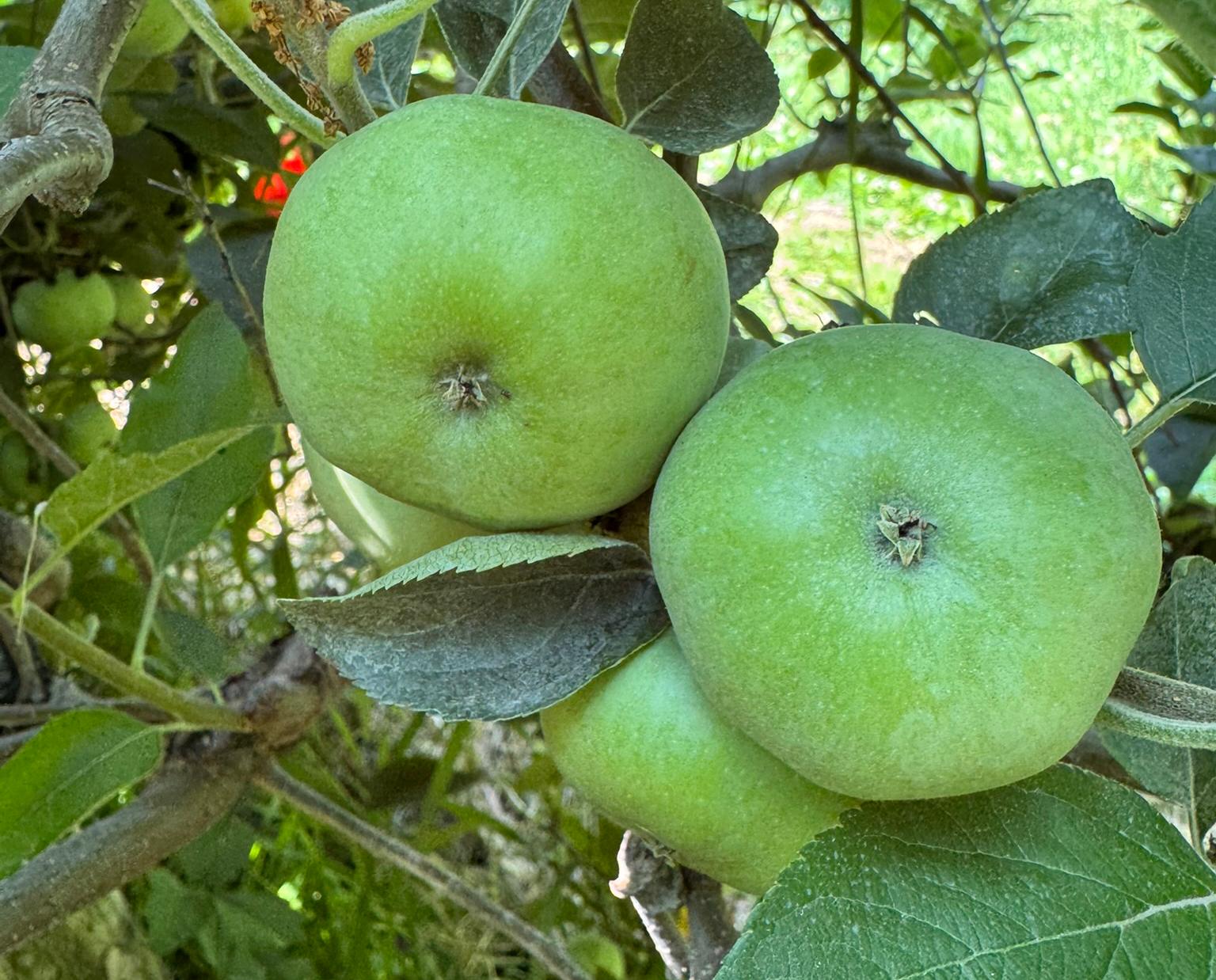 Green apples hanging from a tree.