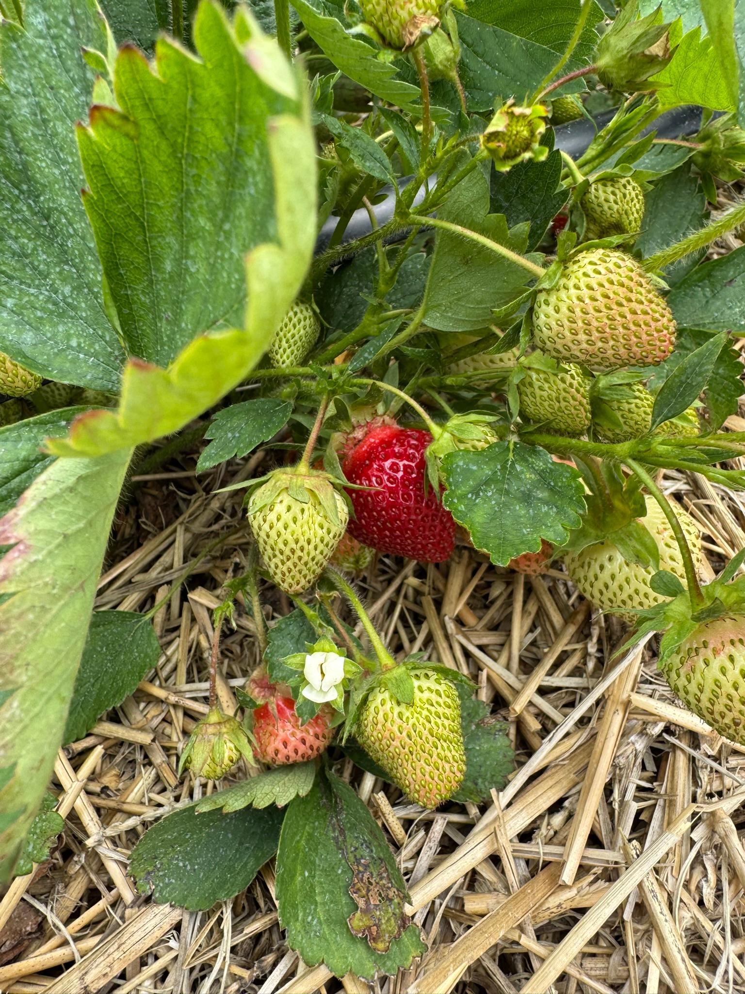 Strawberry_Verellen_June62025.JPEG