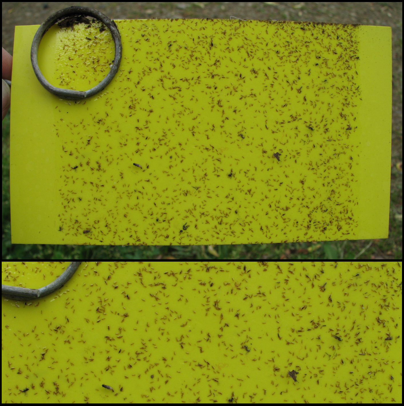 Hundreds of tiny black insects on a yellow sticky card.