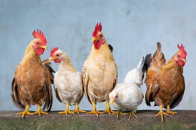 Image of chickens