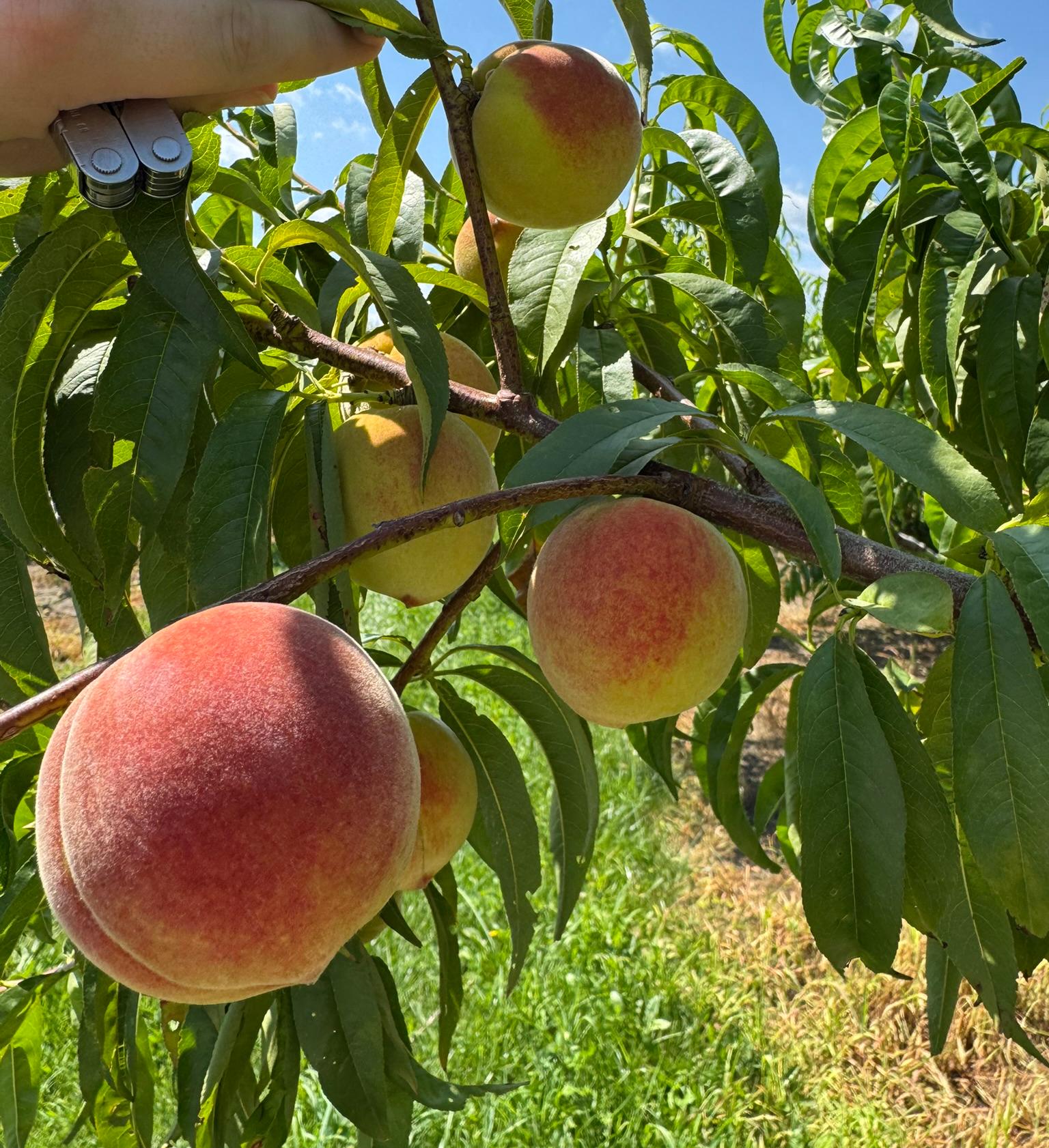 Peach fruit hanging from a tree.