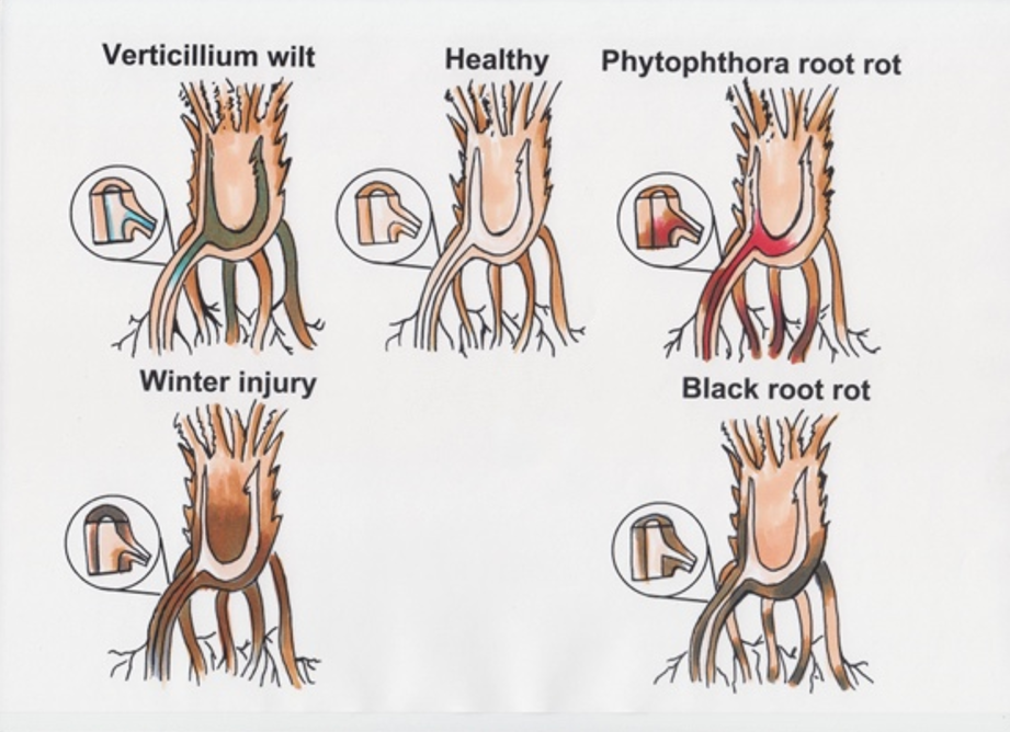 Illustration of strawberry roots infected with black root rot.