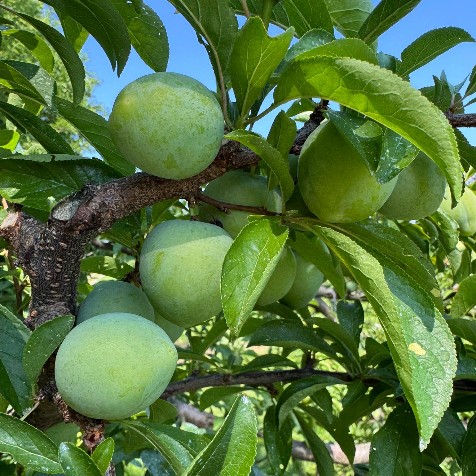 Plum fruit hanging from a tree.