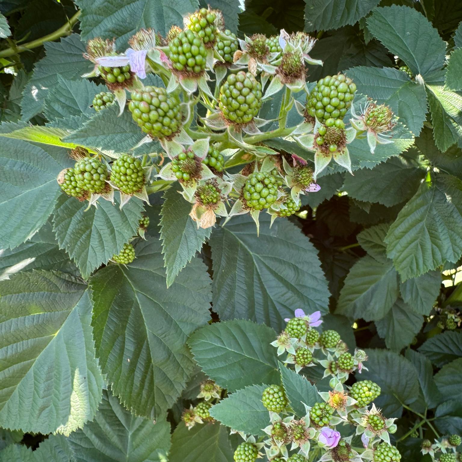 Blackberries starting to bloom.