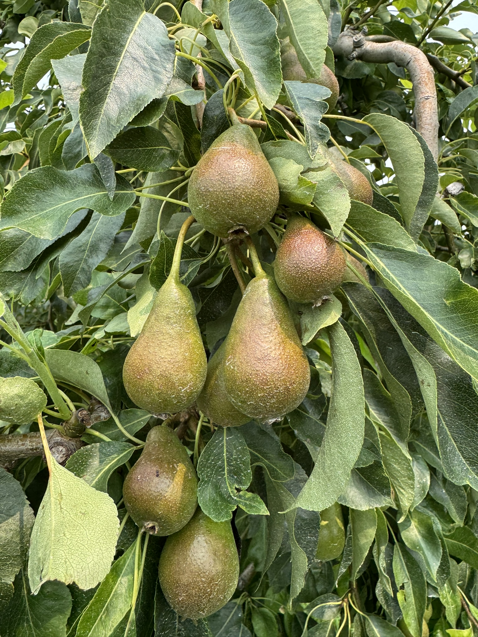 Pear_HarrowSweet_FruitWagon_July17_2026.JPEG