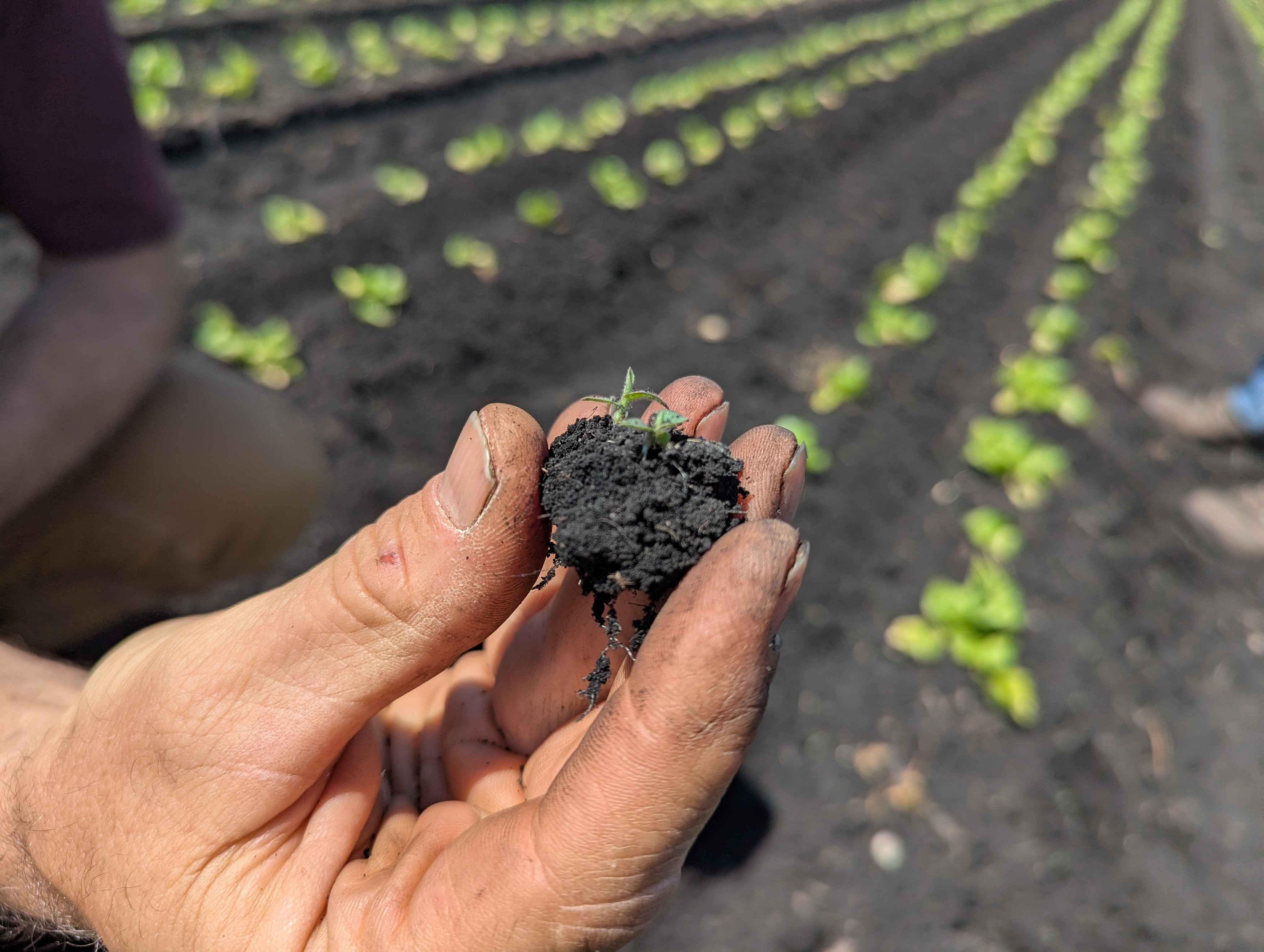 A close-up of a hand holding a clump of dark soil with tiny weed seedlings emerging, against the backdrop of a lettuce field with rows of young plants.