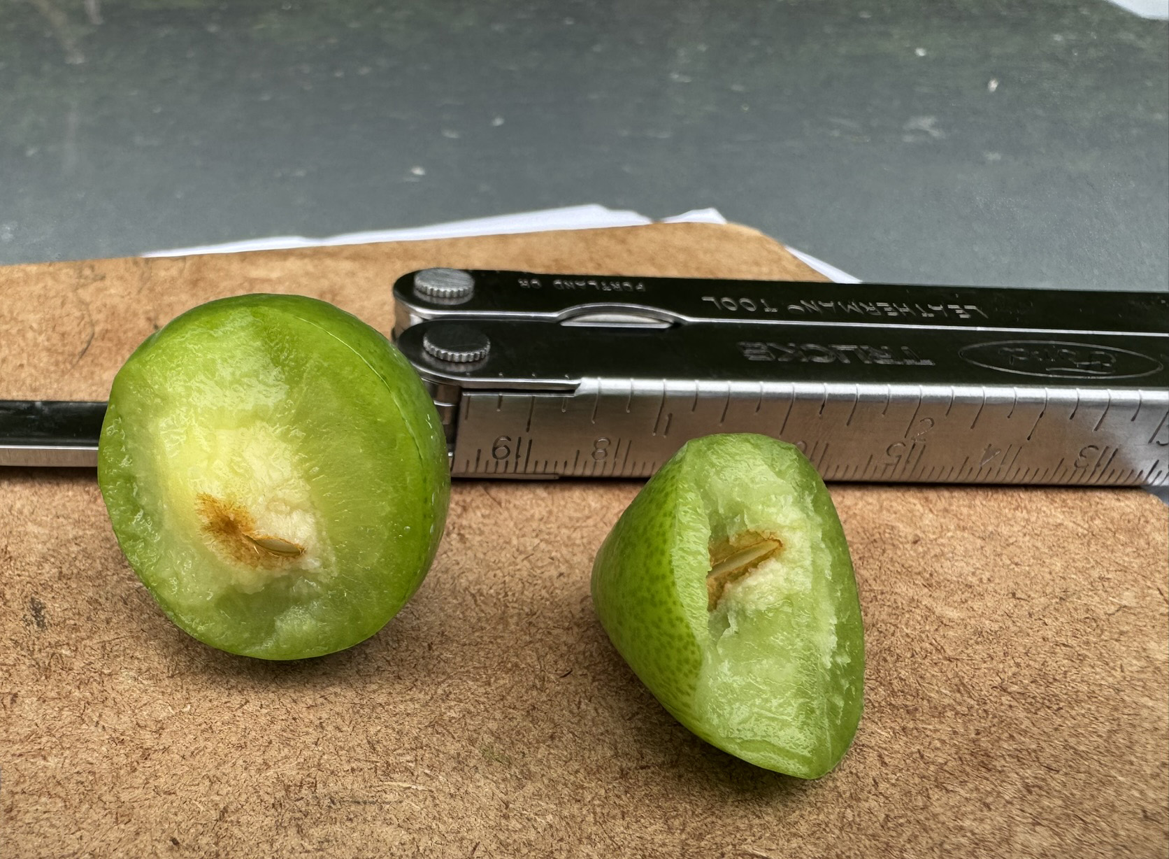 A plum fruit cut in half sitting on a table, with a ruler behind it.