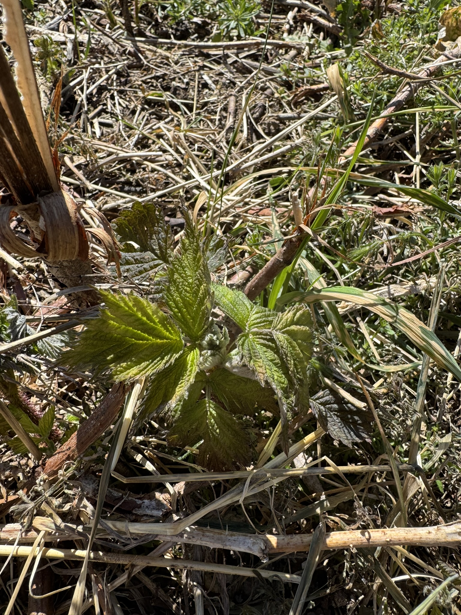 Raspberry_Fall_Spicers_April20_2026.JPEG