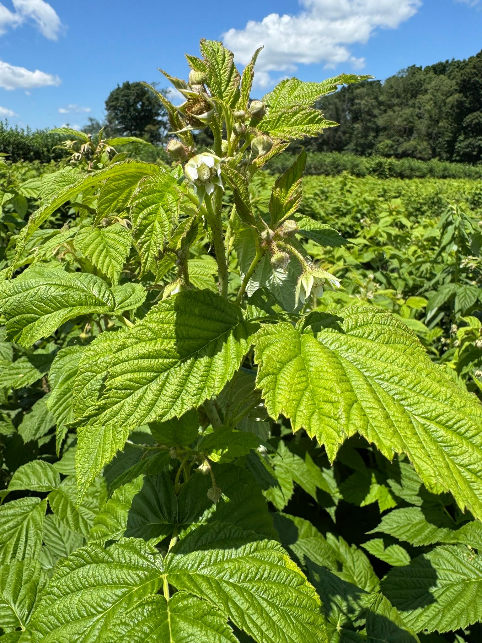 Raspberry_Fall_Bloom_Spicers_July1_2025.JPEG