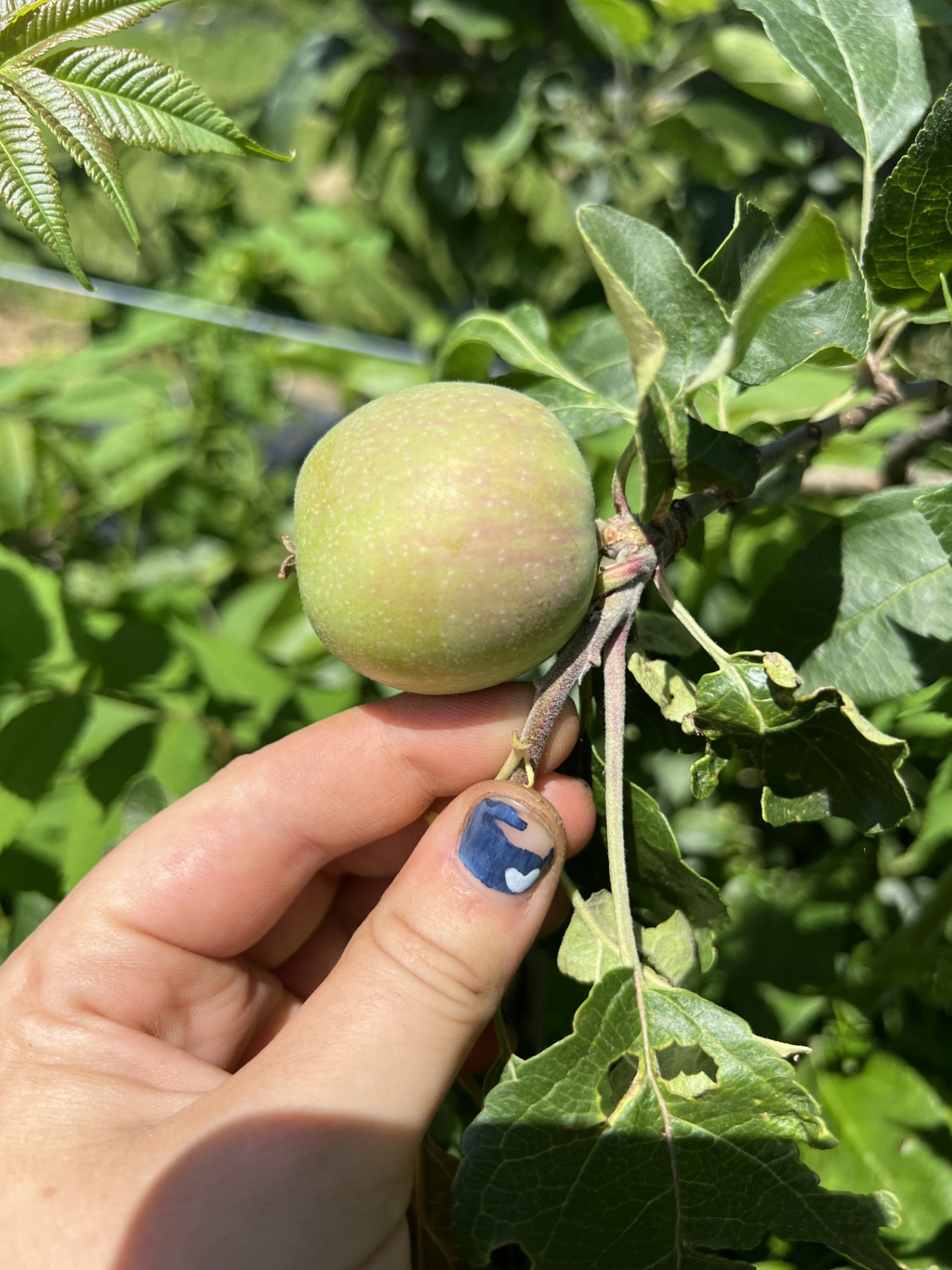 Two fingers pinching a small unripe apple fruit