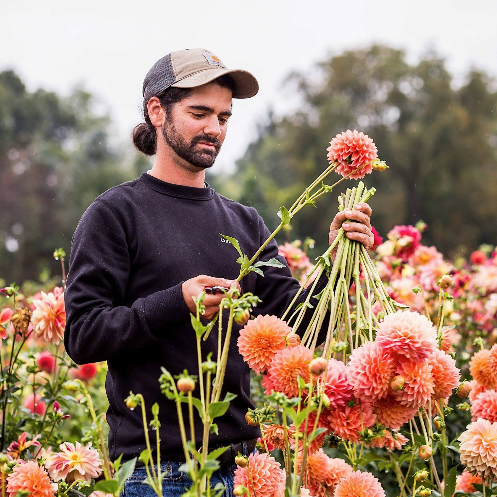 A man in a dahlia flower field holding cut dahlias in his hand.