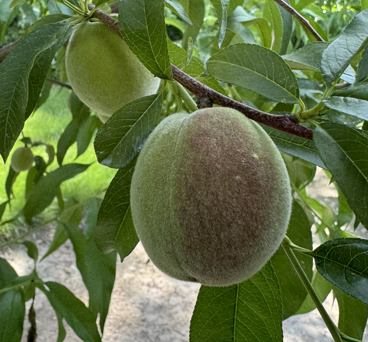 An early Red Haven peach at 55 mm.