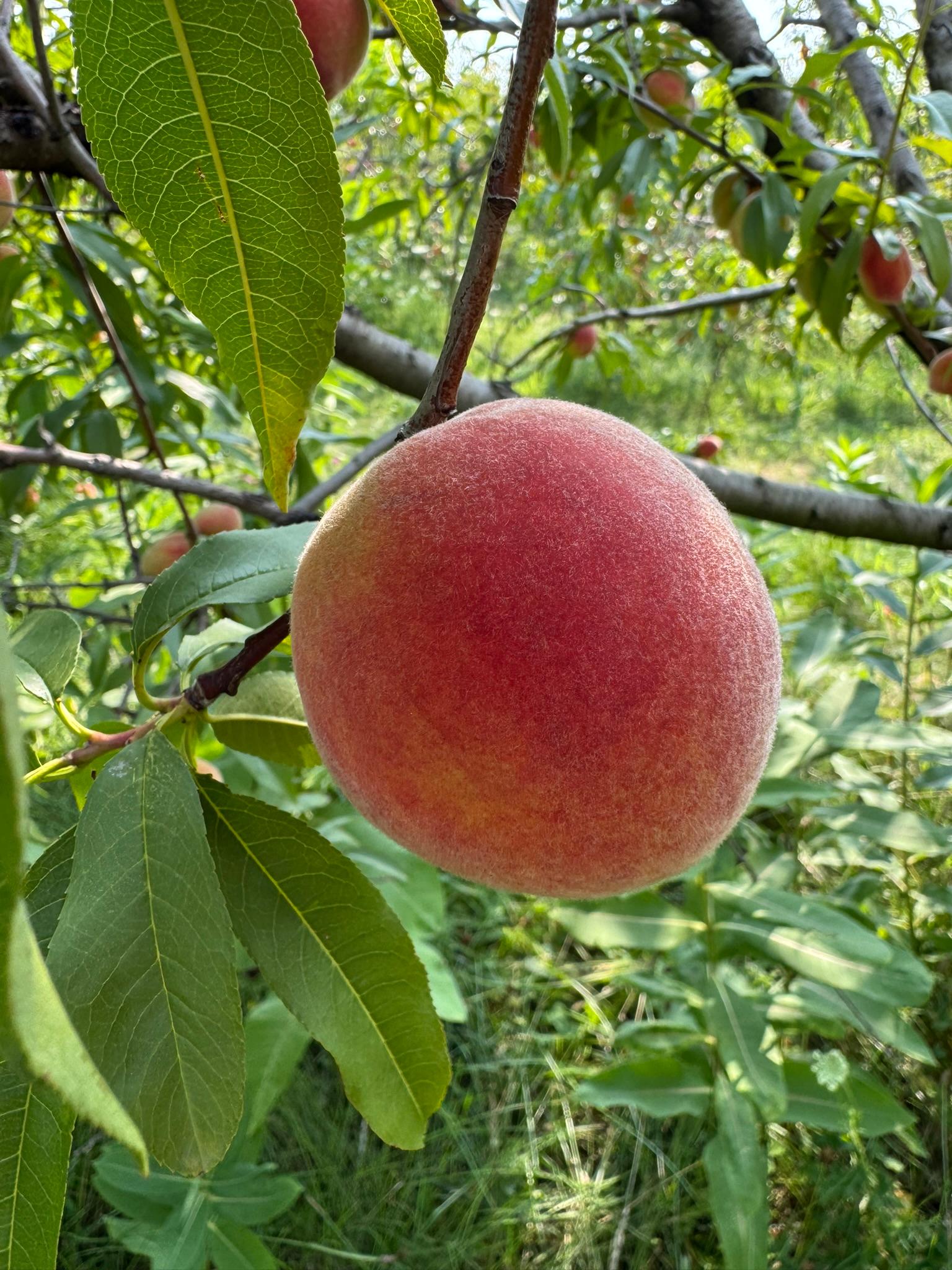 A ripe peach growing from a tree.