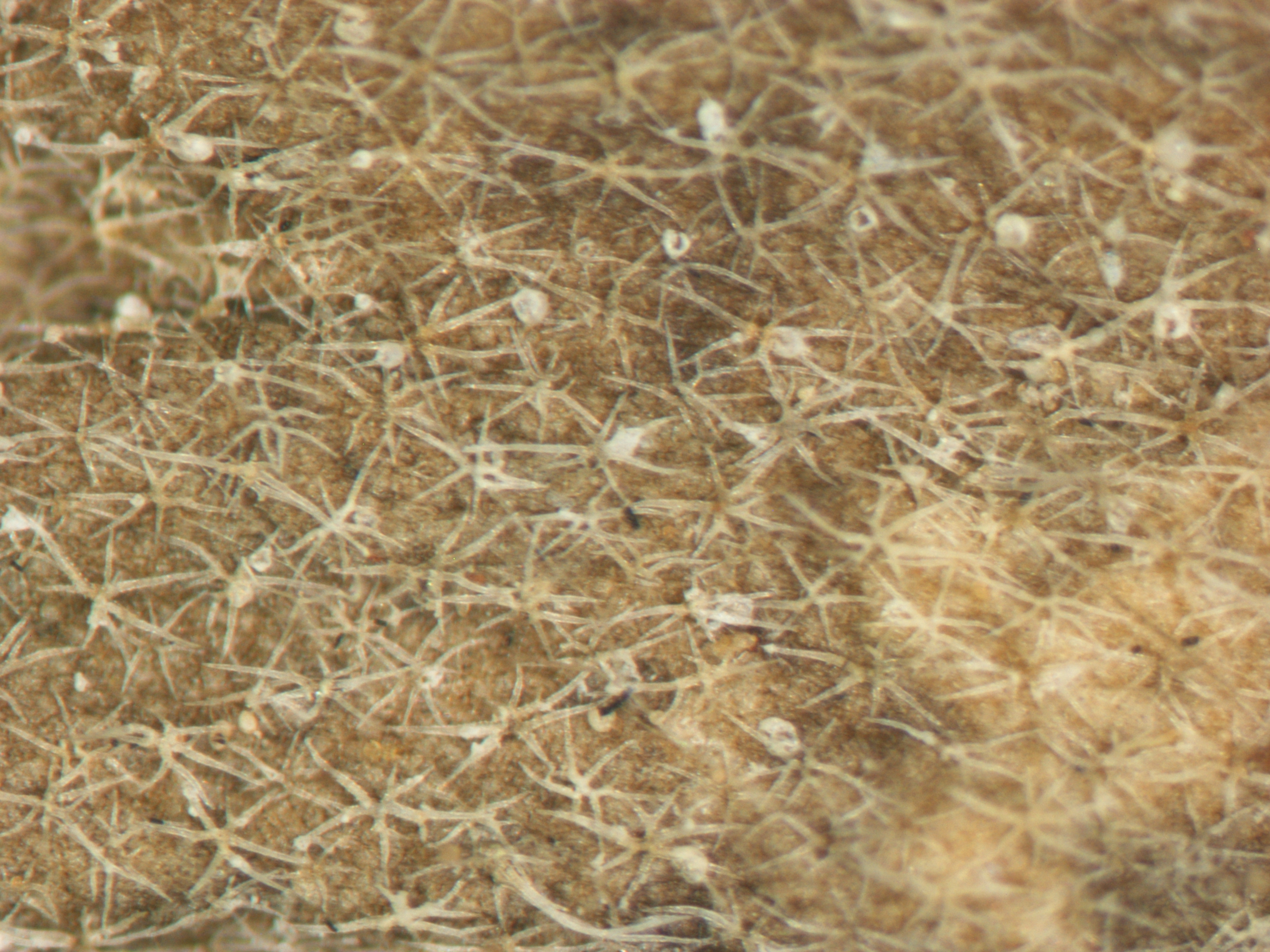 Microscope photo of the surface of a hoary alyssum stalk showing its characteristic star-shaped hairs.