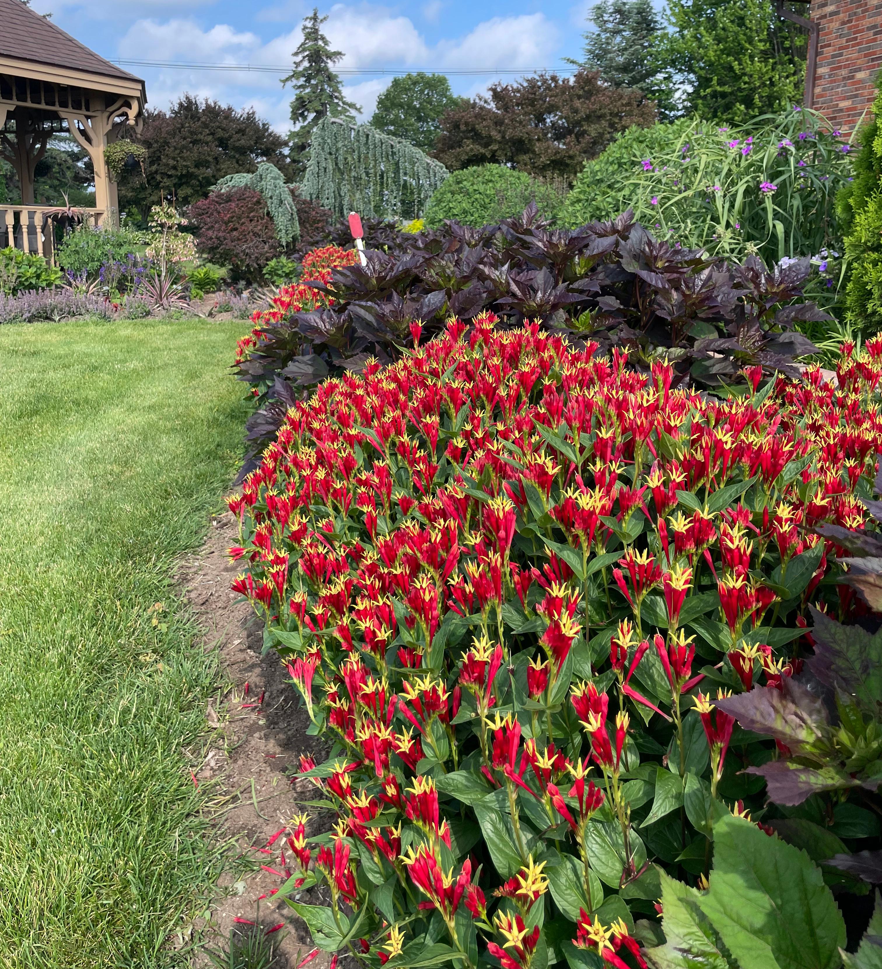 Garden border planting with a dense mass of vibrant red and yellow star-shaped flowers in the foreground, backed by dark-leaved foliage plants and a landscaped yard with shrubs, evergreens, and a wooden gazebo.