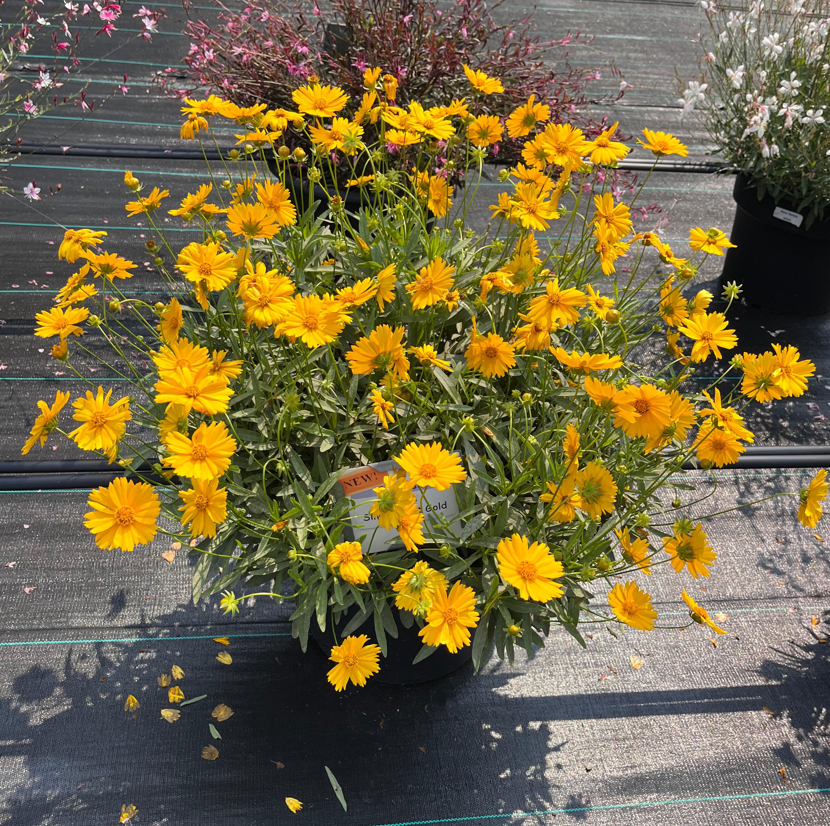 Container of Coreopsis with abundant bright yellow daisy-like flowers in full bloom, set among other flowering plants in a trial display.
