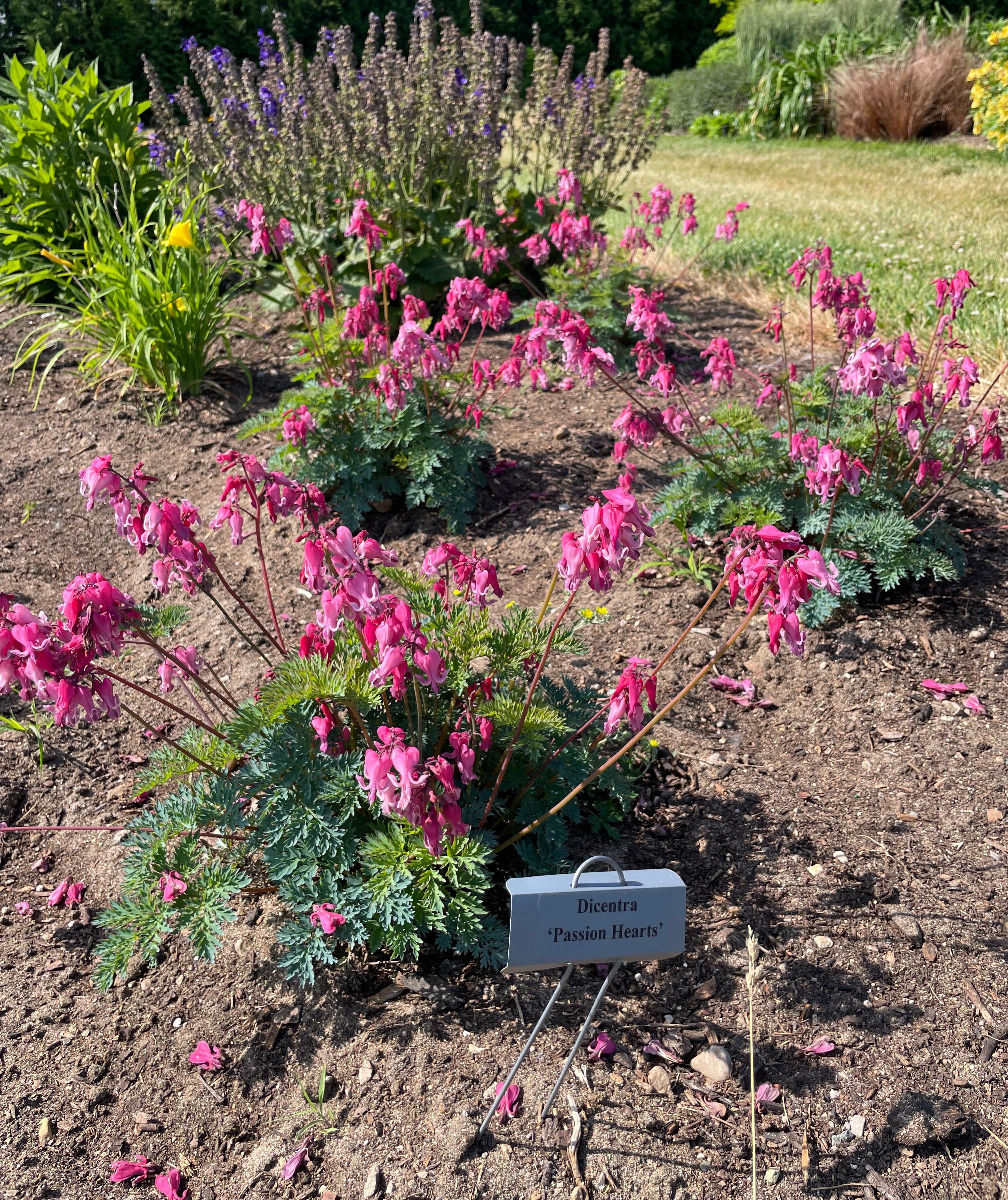 Trial garden planting of Dicentra ‘Passion Hearts’ with clusters of pink, heart-shaped flowers arching on slender stems above blue-green fernlike foliage, labeled with a plant marker in the soil.