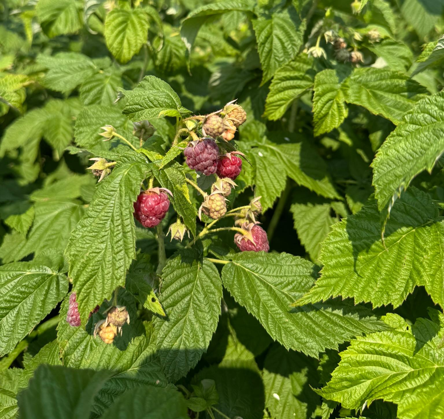 Raspberries on a bush.