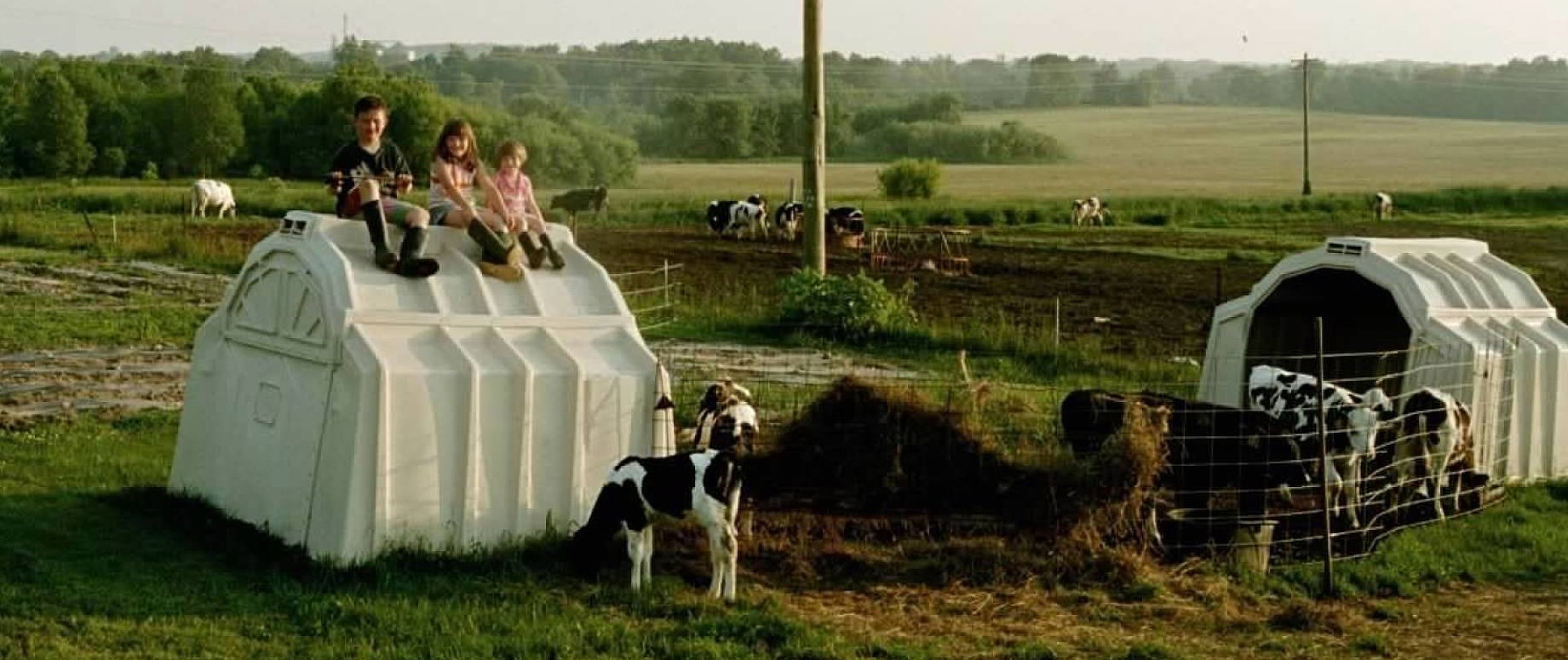 Three small children sitting on top of a calf hutch, with calves on the ground in front