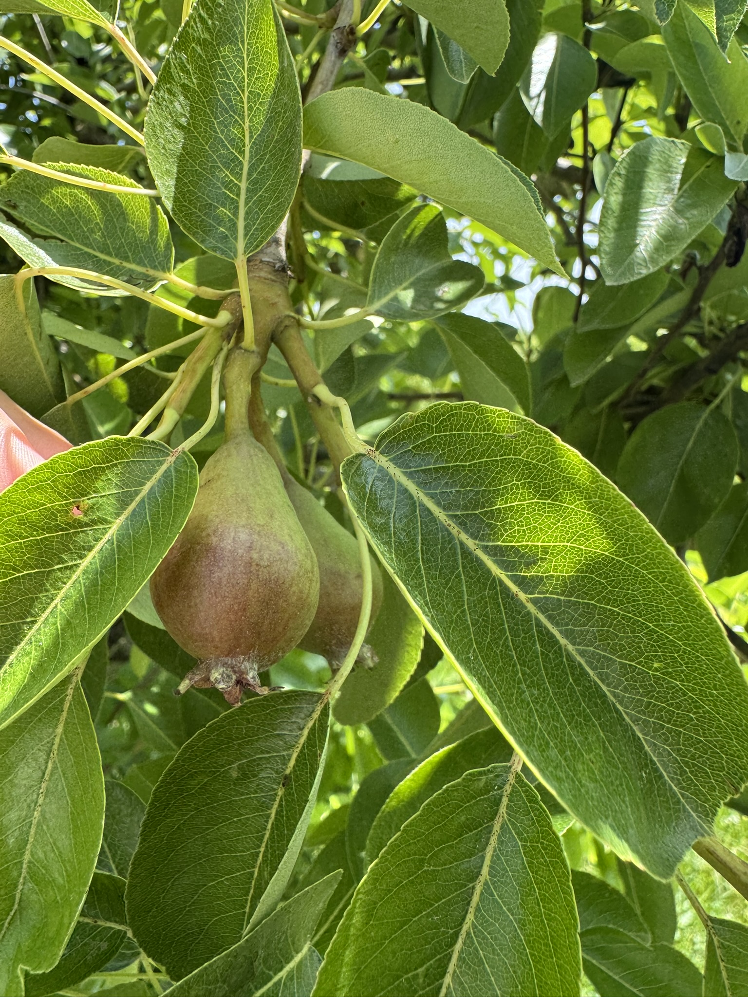 An unripe pear fruit 