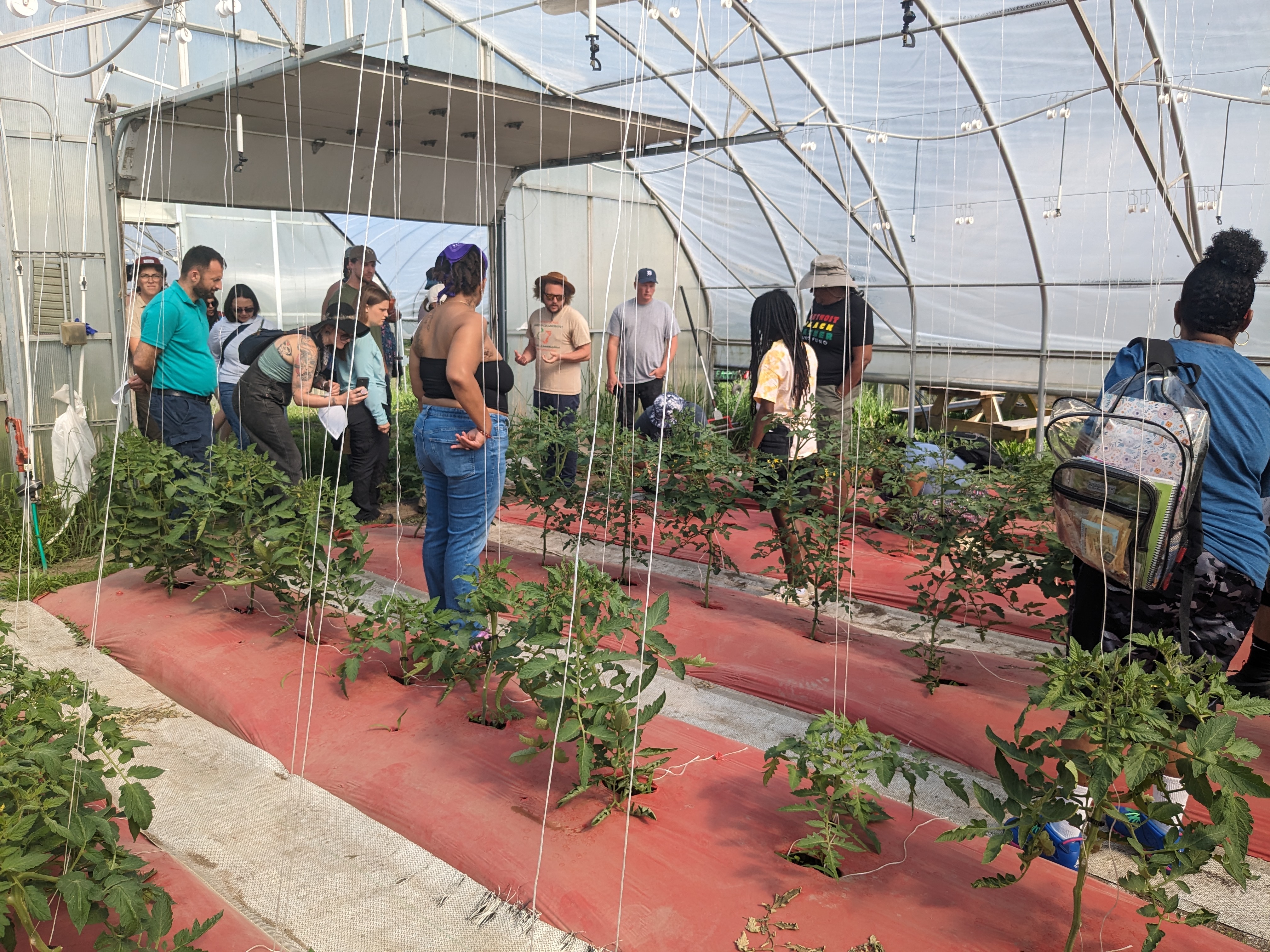 About 15 people in a hoophouse looking at tomatoes with red plastic mulch and trellised up vertical strings.