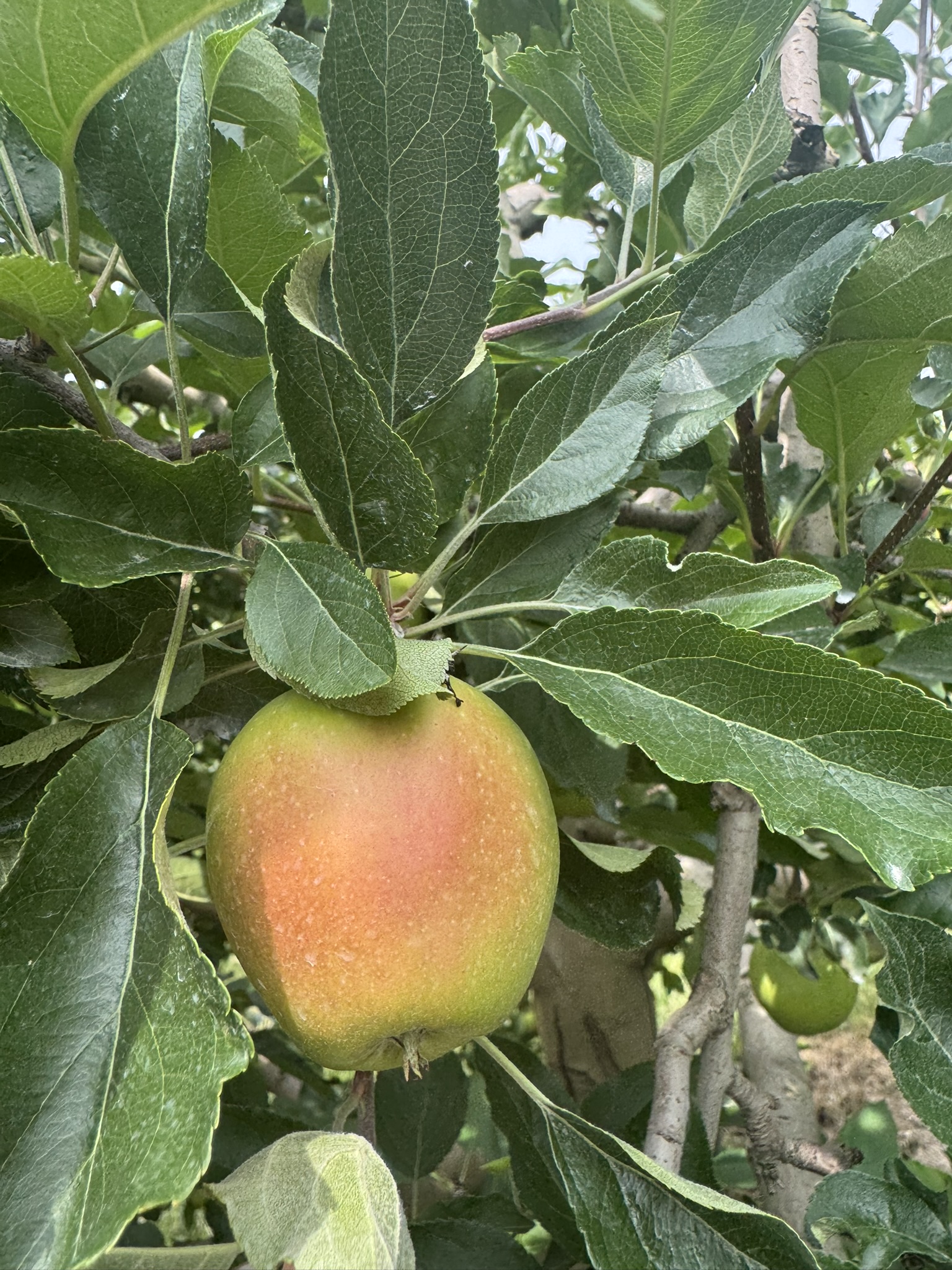 Apple_Delicious_July20_Verellen.JPEG