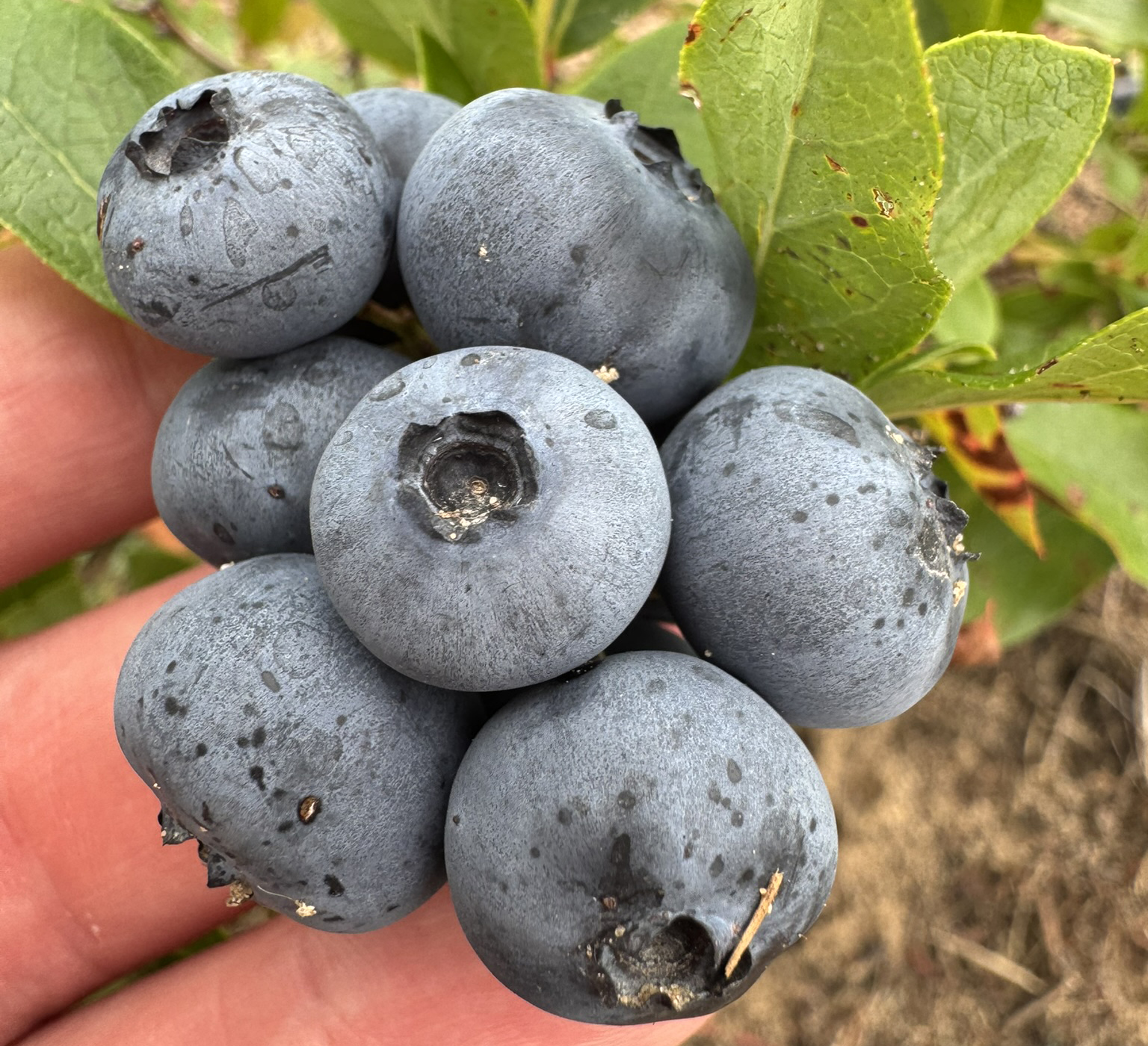 A hand supporting a cluster of ripening blueberries with attached leaves.